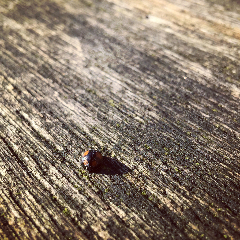 The smallest things in the world are the most important ones. by Julia