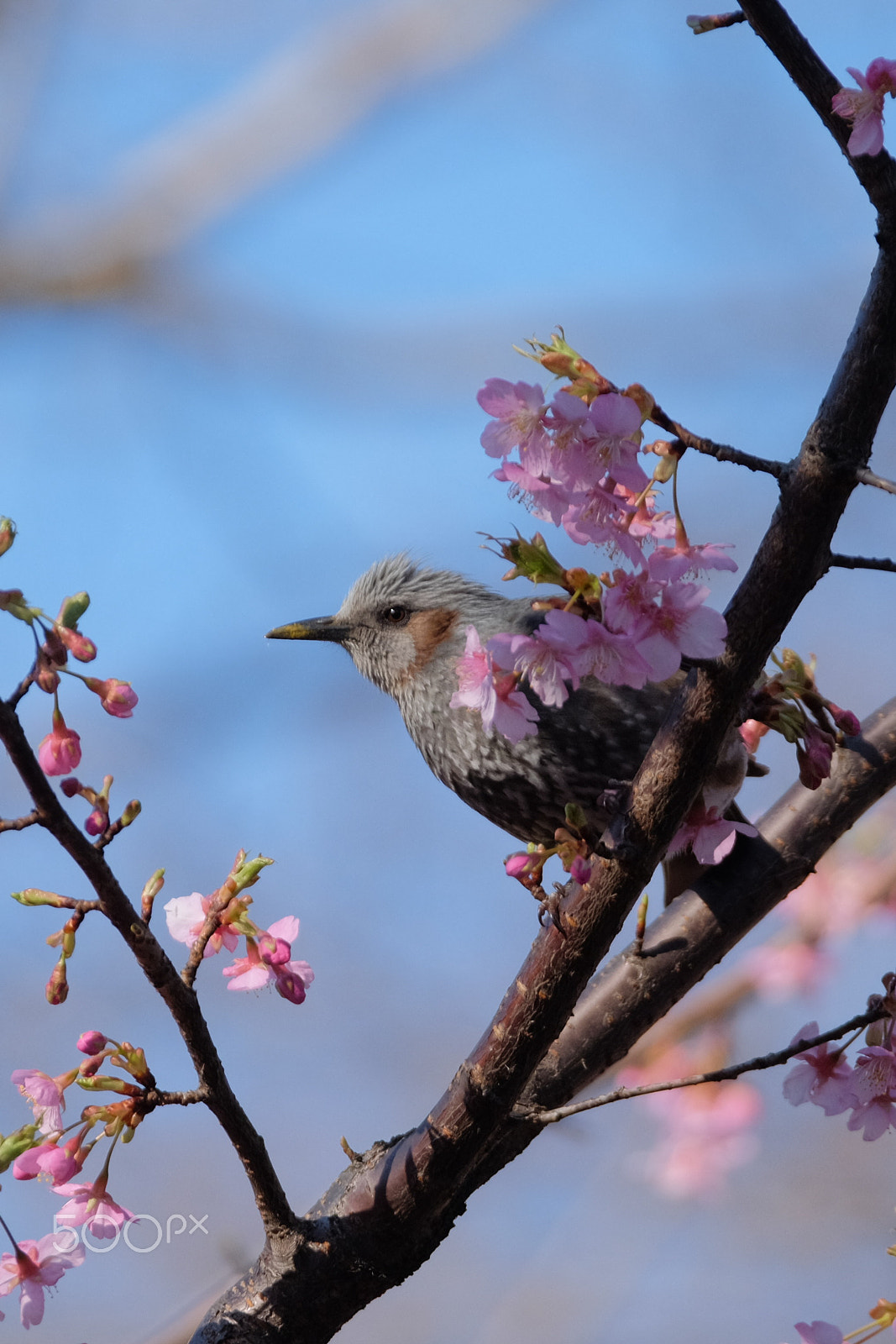 XF50-140mmF2.8 R LM OIS WR + 1.4x sample photo. Cherry tree and a brown-eared bulbul #1 photography