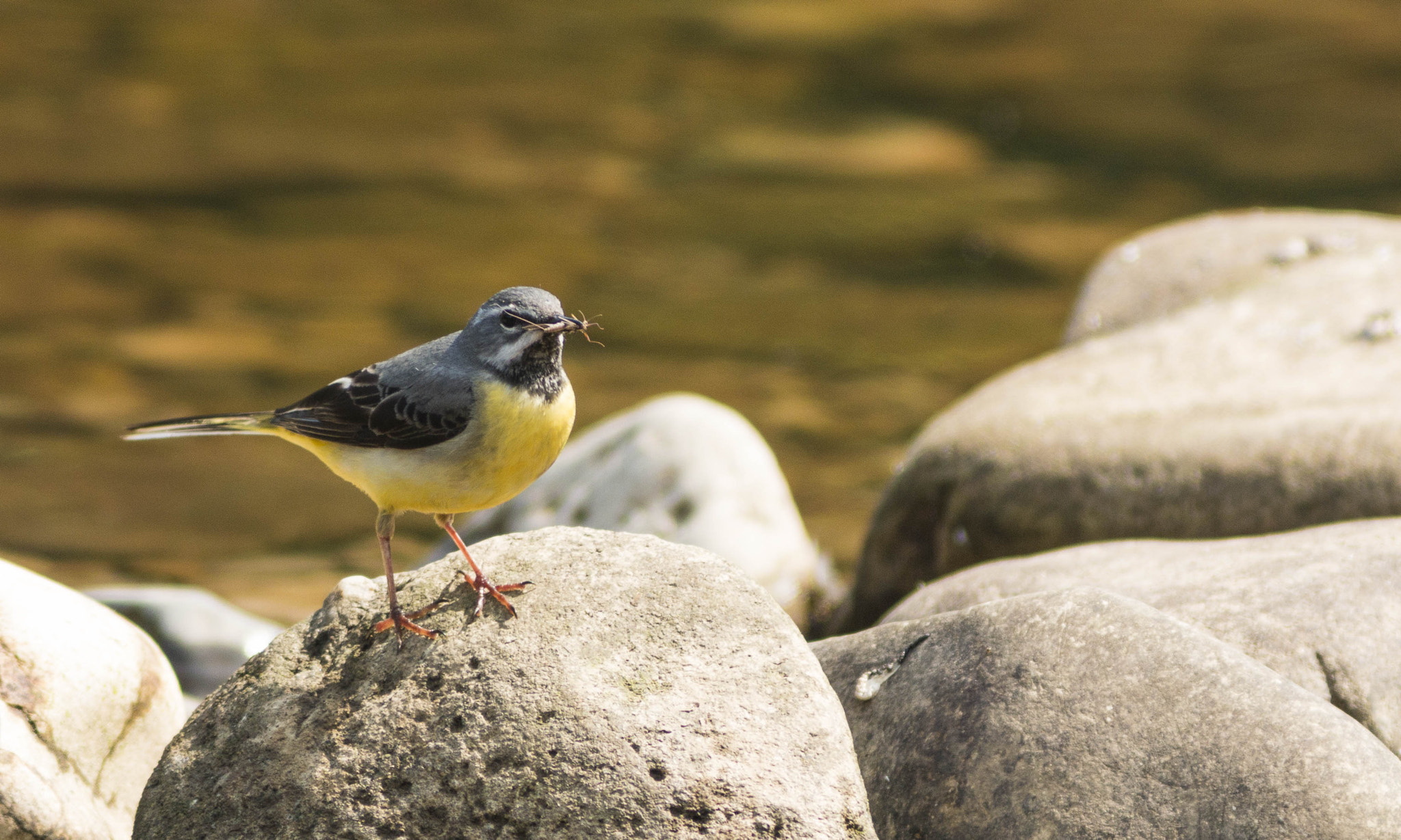 Canon EF 300mm F4L IS USM sample photo. Grey wagtail feeding on insects photography