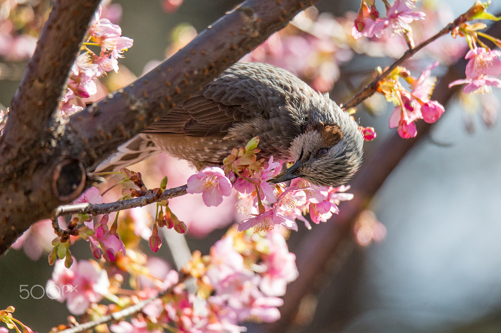Sigma 150-600mm F5-6.3 DG OS HSM | C sample photo. Cherry tree and a brown-eared bulbul #2 photography