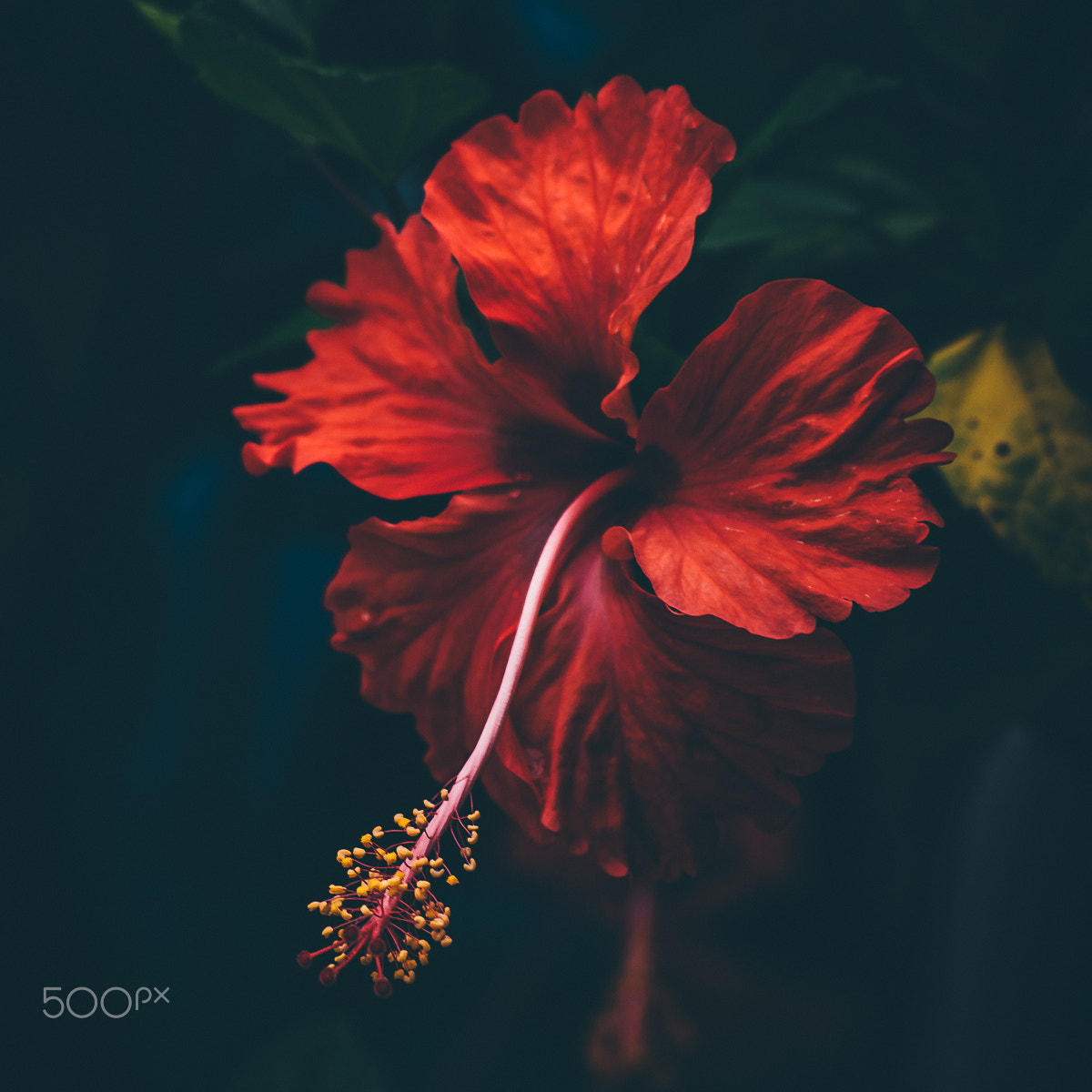 Sigma 55-200mm f/4-5.6 DC sample photo. Red hibiscus photography