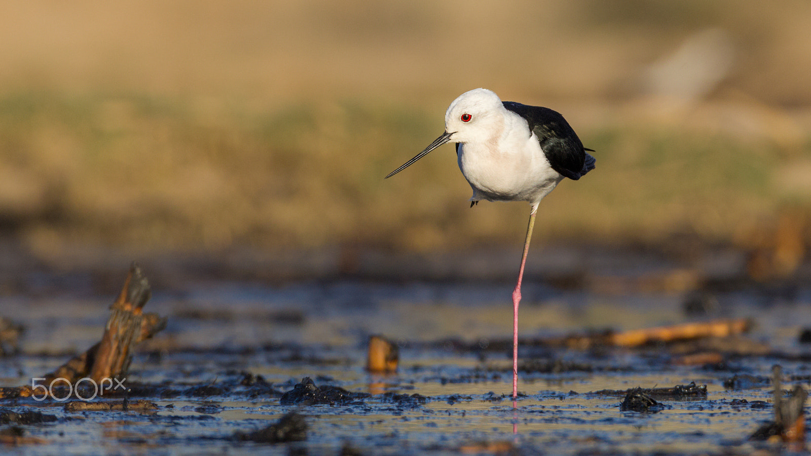 Sigma 150-600mm F5-6.3 DG OS HSM | C sample photo. Black-winged stilt photography