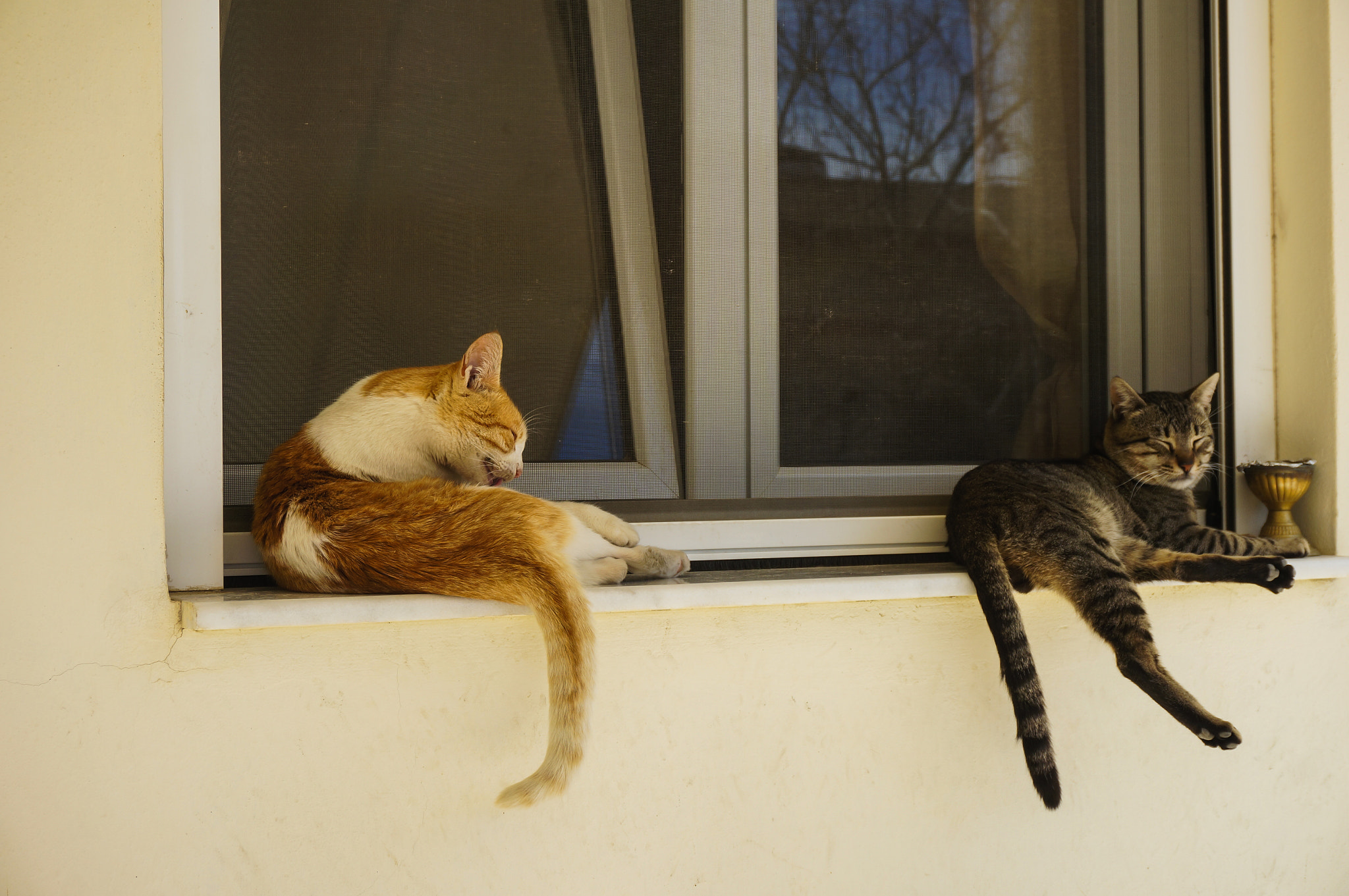 Sony Alpha NEX-5N sample photo. Relaxing time photography