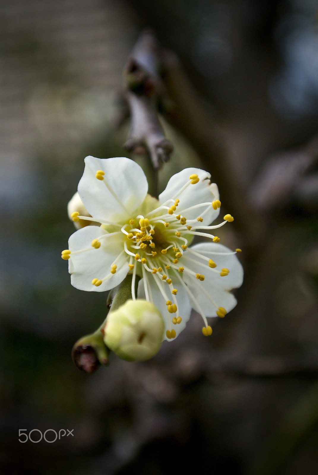 Nikon 1 J2 sample photo. Back yard blossom photography