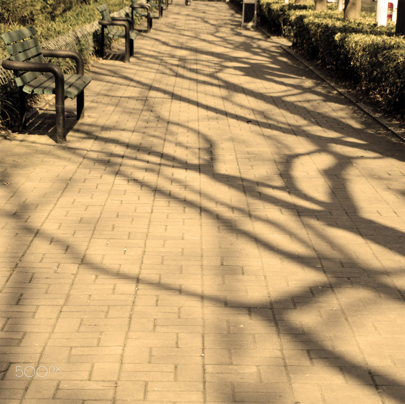 AF Nikkor 18mm f/2.8D sample photo. 树 trees /影子 shadow photography