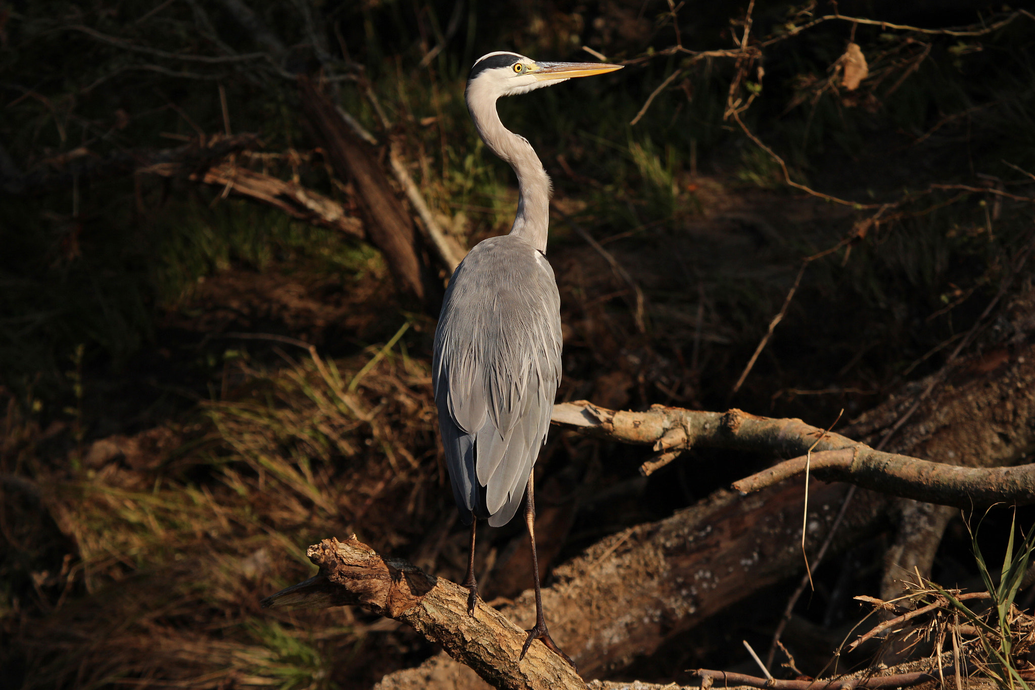 Canon EF 100-400mm F4.5-5.6L IS USM sample photo. Hunter photography
