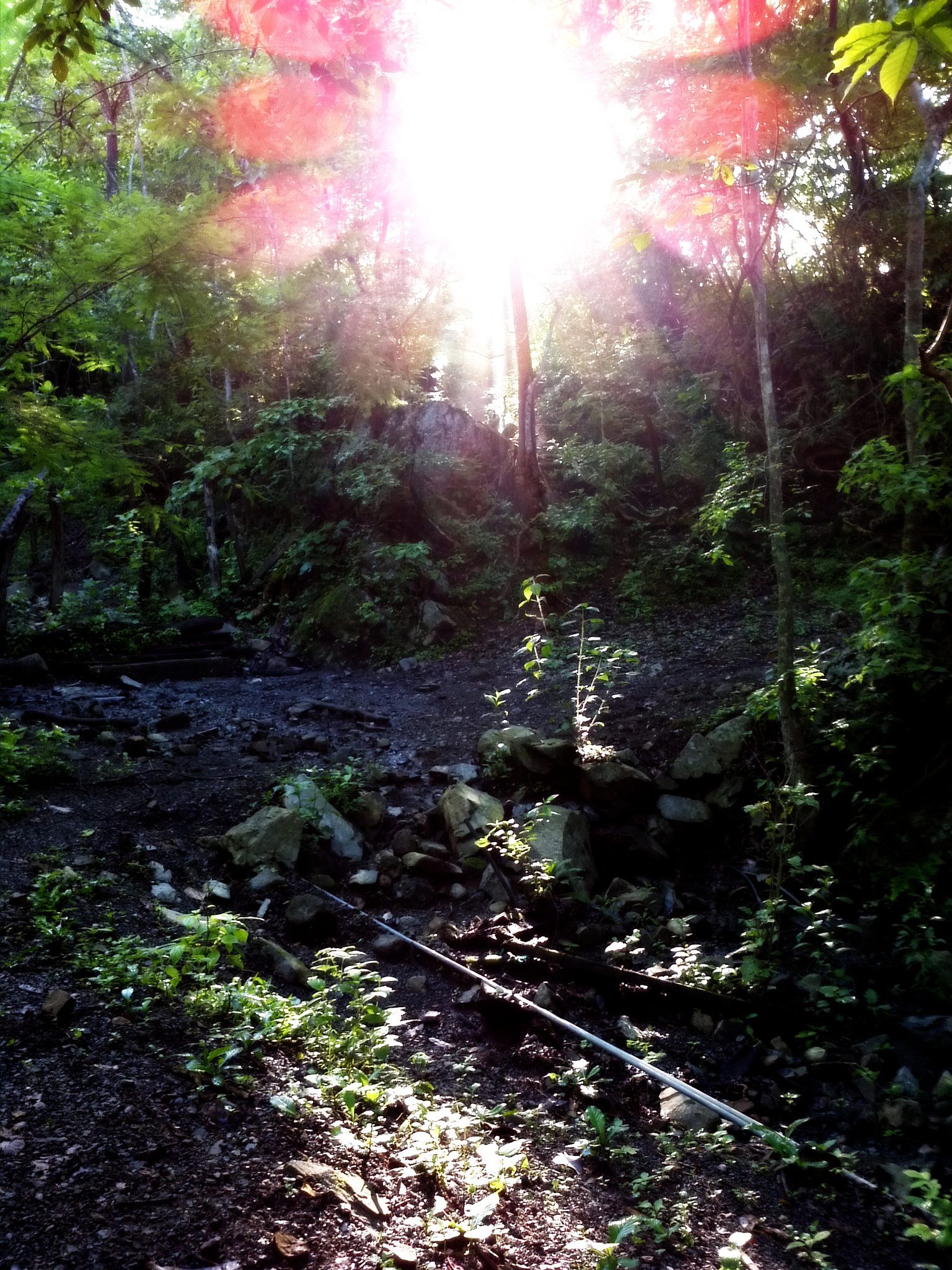 Motorola Atrix sample photo. Sunrise forest photography