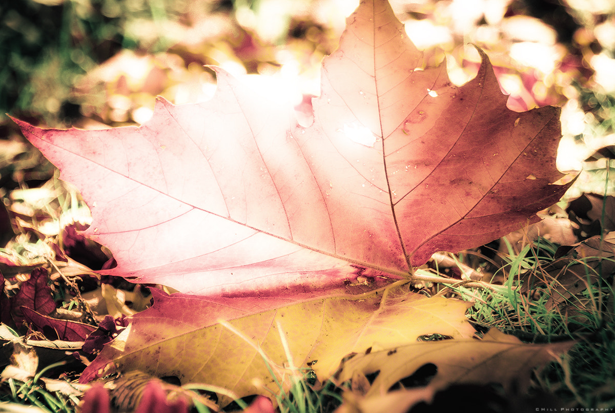 Sigma 18-250mm F3.5-6.3 DC OS HSM sample photo. Remember fall photography