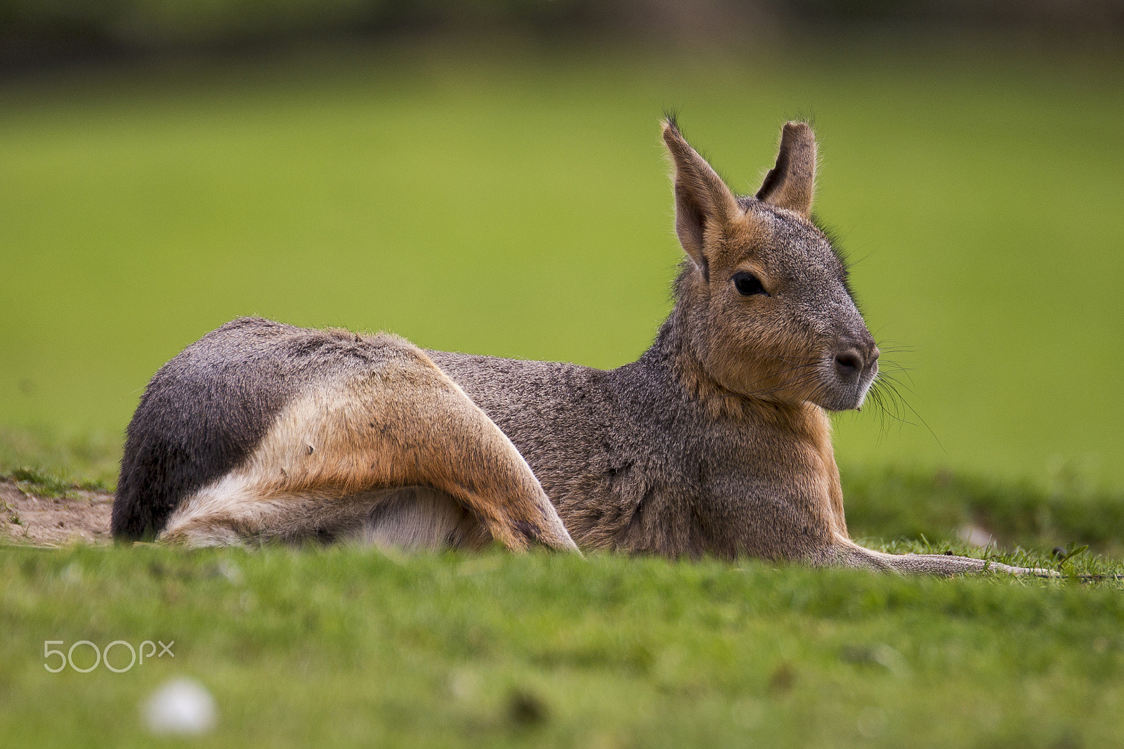 Canon EF 70-200mm F2.8L USM sample photo. Großer pampashase (mara) photography