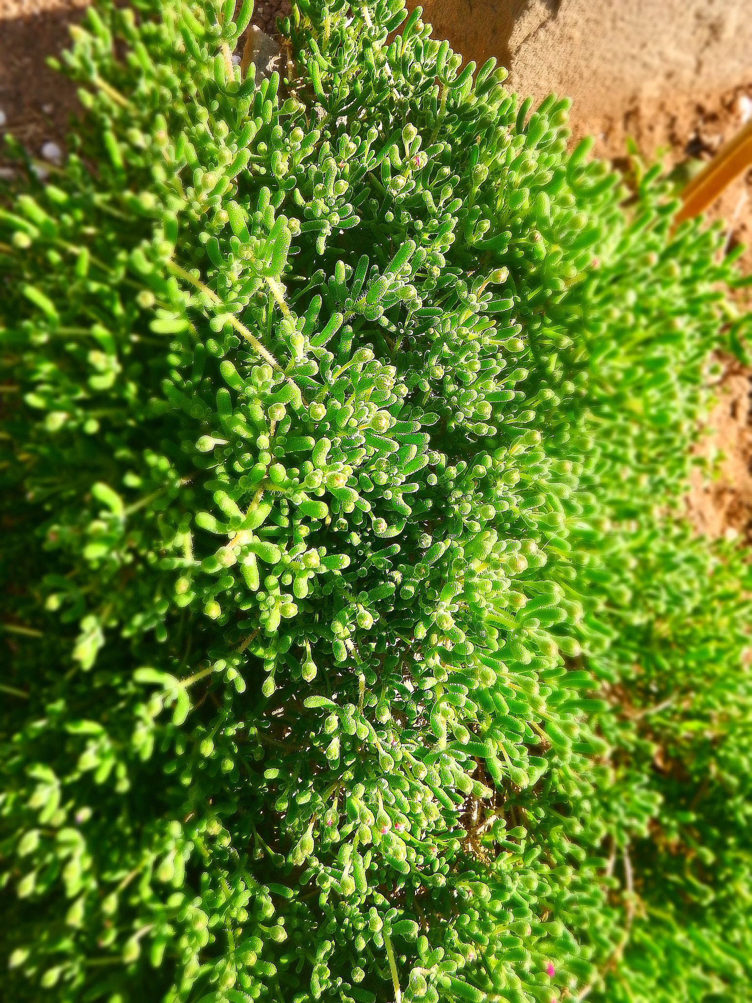 Fujifilm FinePix XP200/XP210 sample photo. Green plant. photography