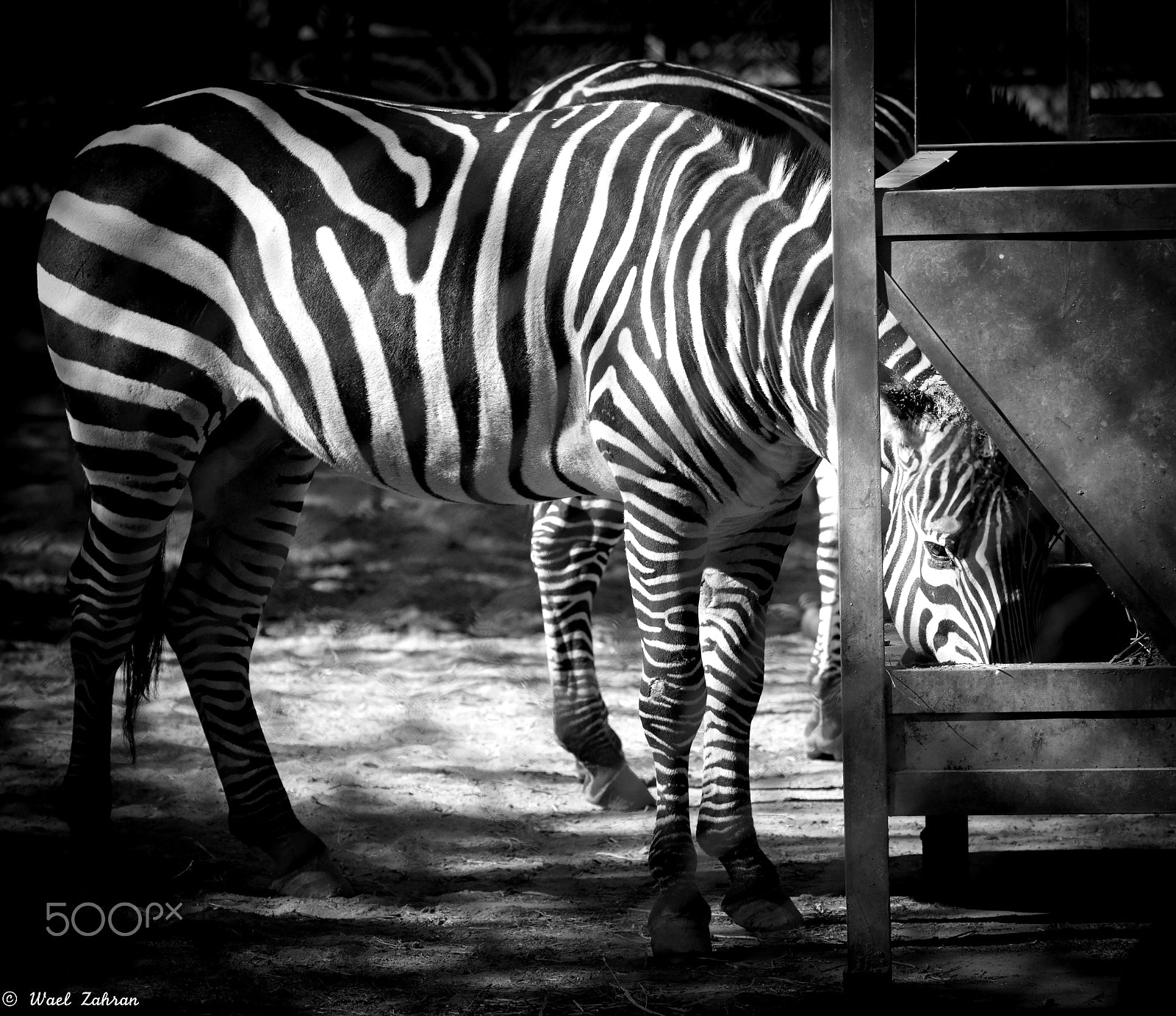 Sigma 150-600mm F5-6.3 DG OS HSM | C sample photo. Zebra photography