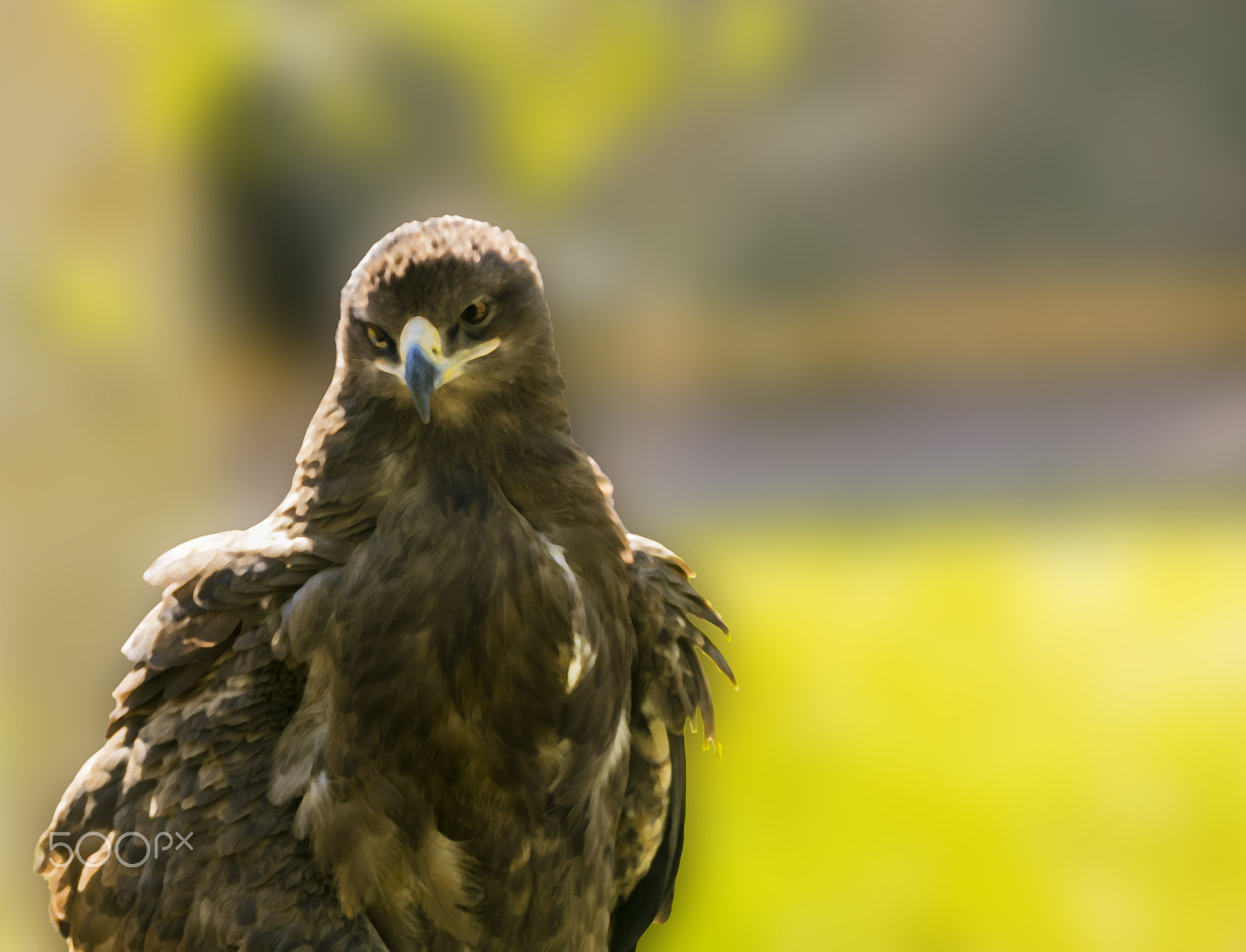 Sigma 150-600mm F5-6.3 DG OS HSM | C sample photo. Eagle photography