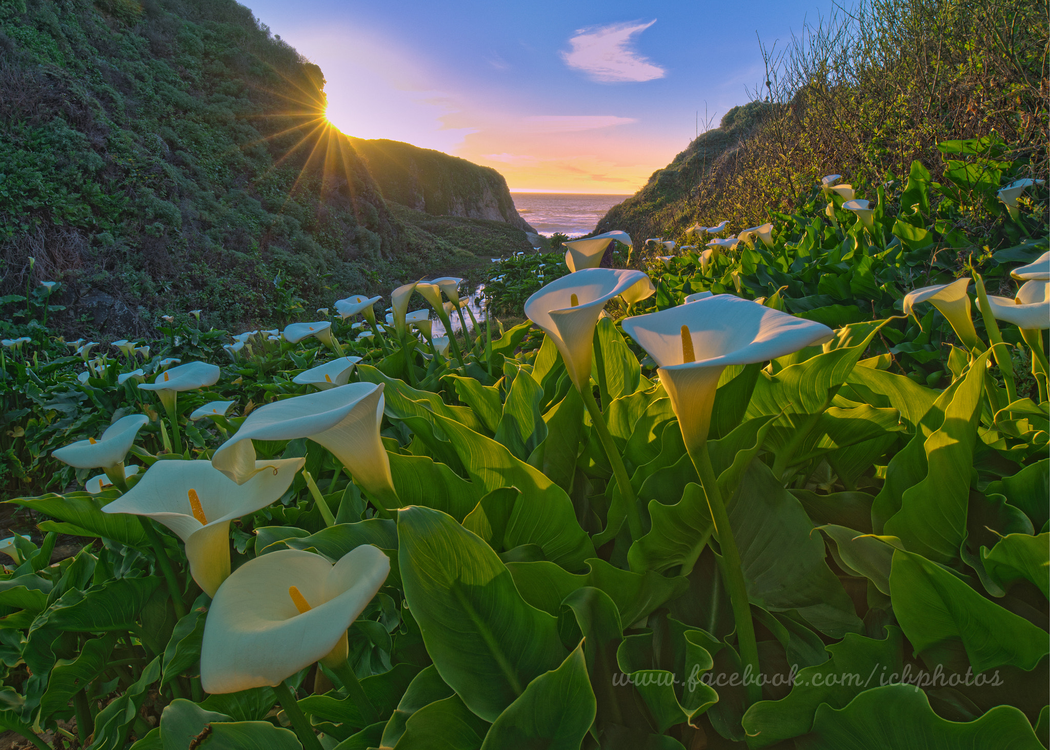 16-35mm F4 OSS sample photo. Calla lily photography