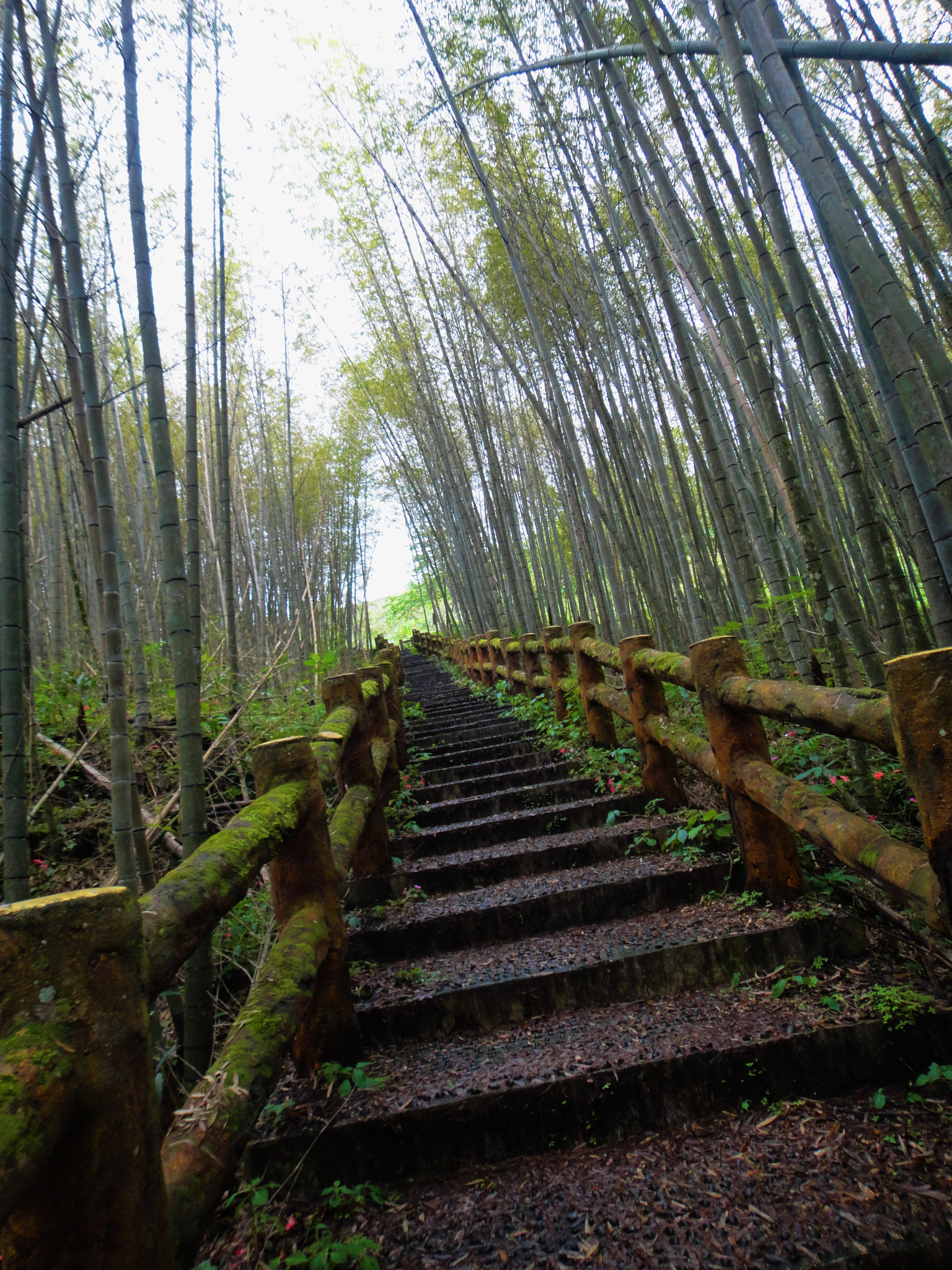 Sony DSC-T99D sample photo. The bamboo road photography