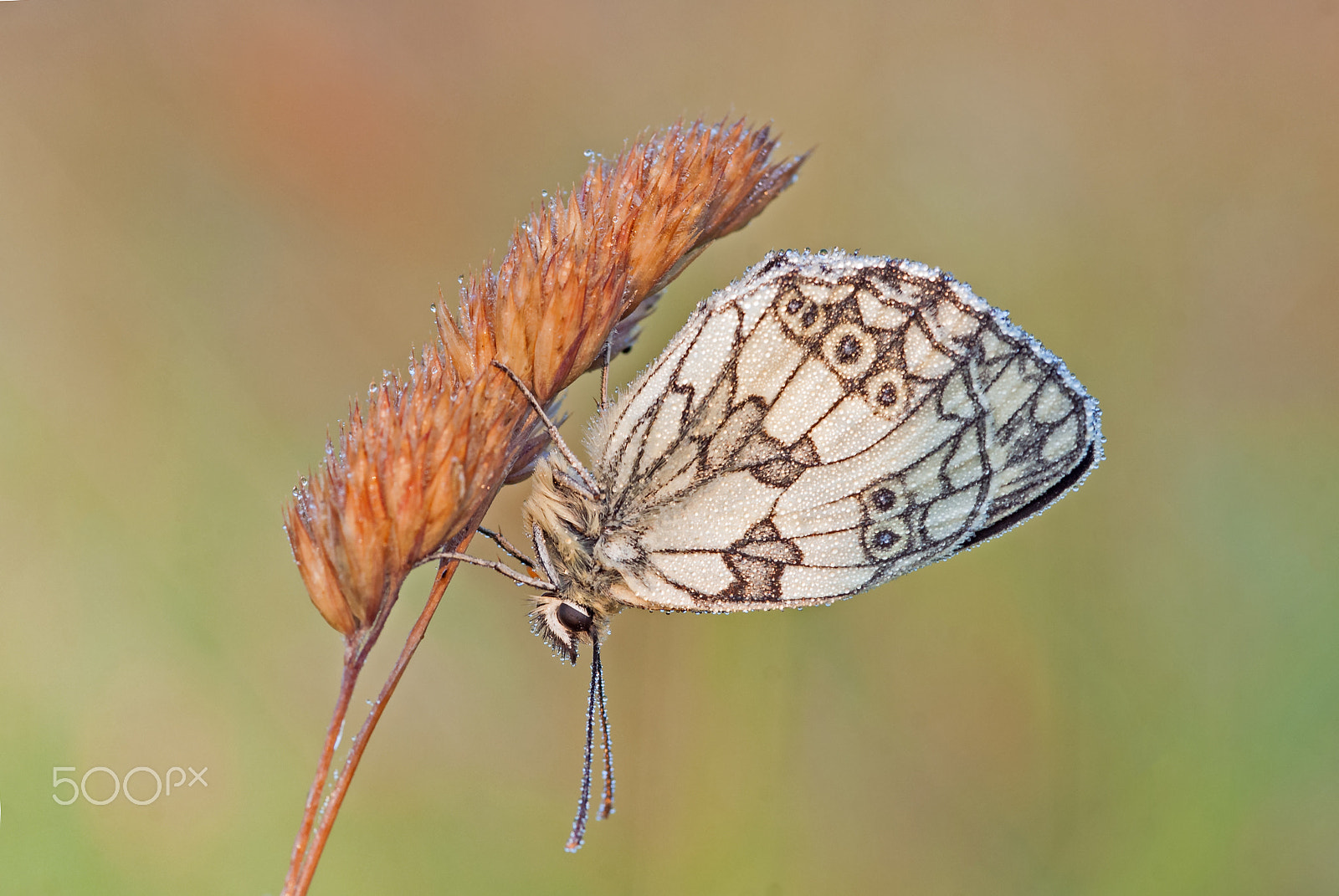 Sony Alpha DSLR-A200 + Sigma 30mm F1.4 EX DC HSM sample photo. Marbled white (melanargia galathea) photography