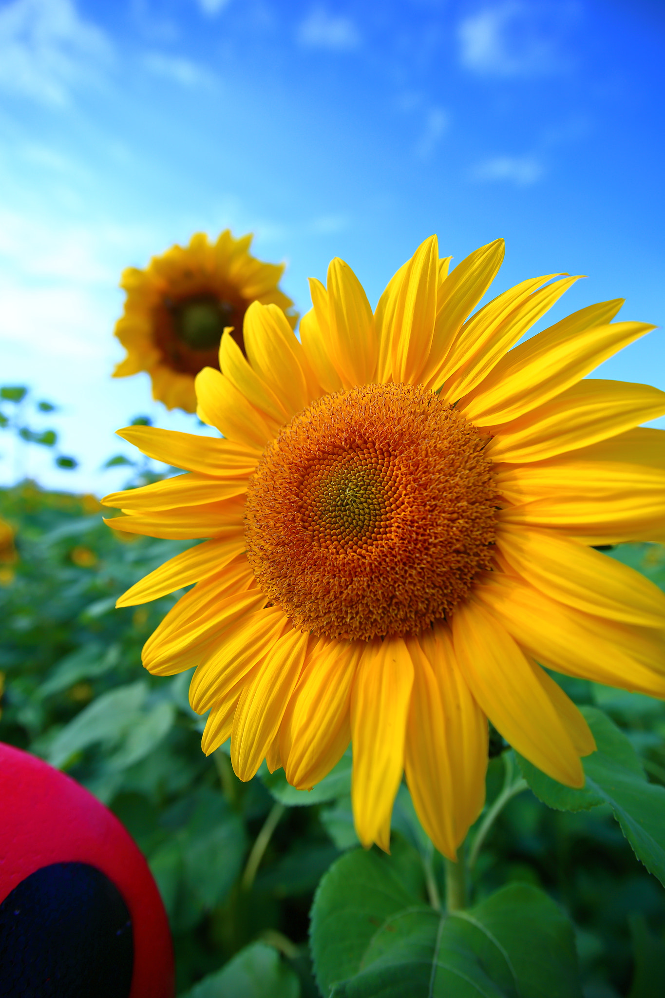 Canon EF-S 17-85mm F4-5.6 IS USM sample photo. Sunflower photography