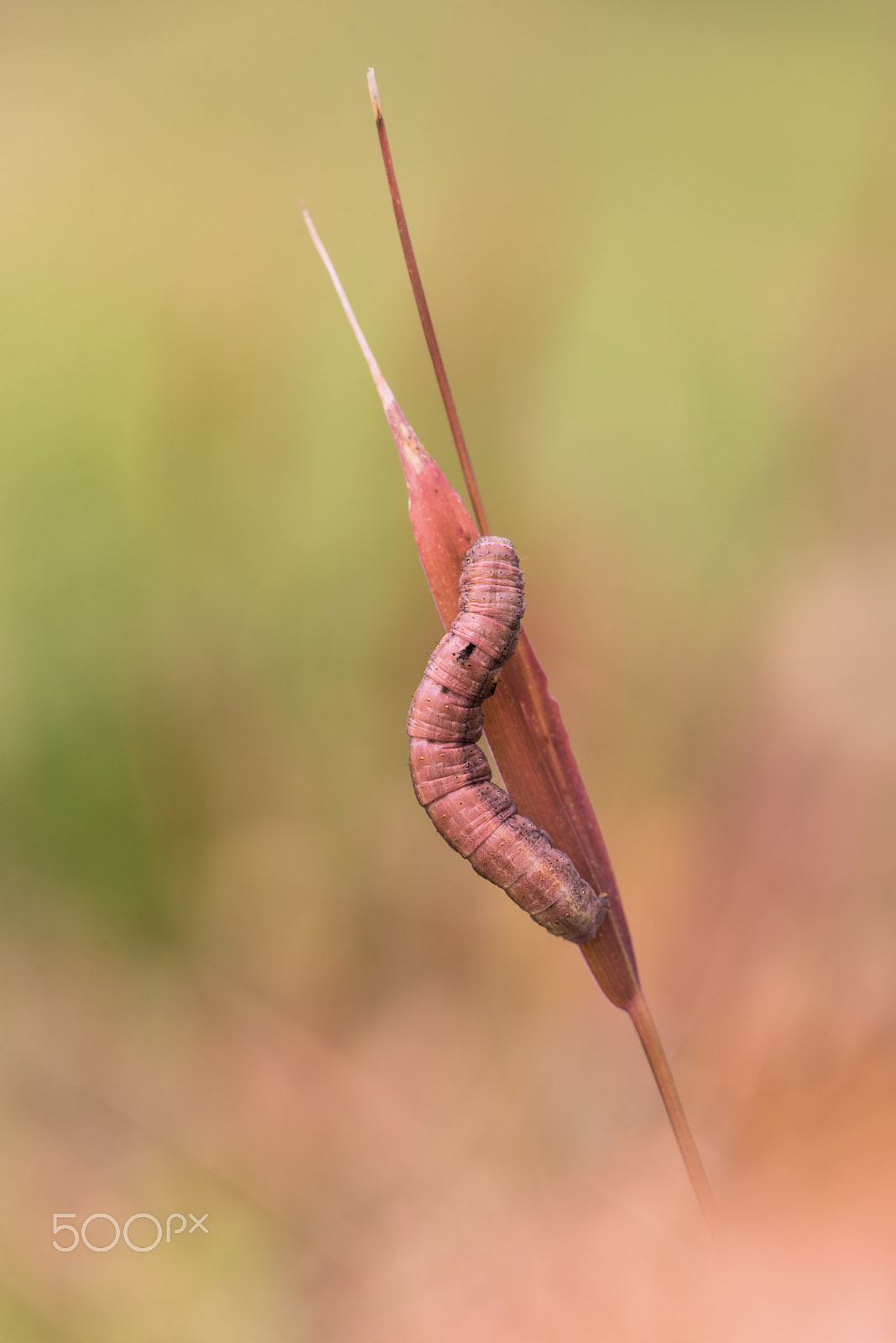 Sigma 150mm F2.8 EX DG Macro HSM sample photo. Caterpillar photography