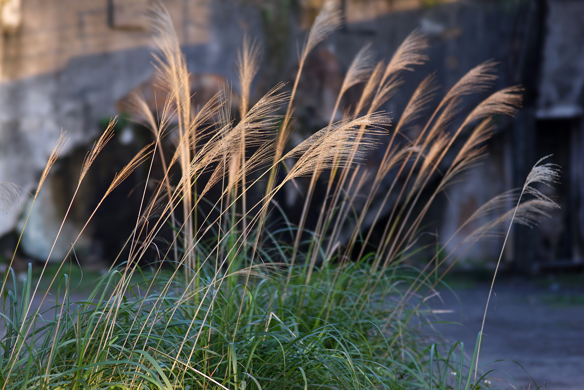Sony 135mm F2.8 [T4.5] STF sample photo. 夕陽下的芒草亂舞 photography