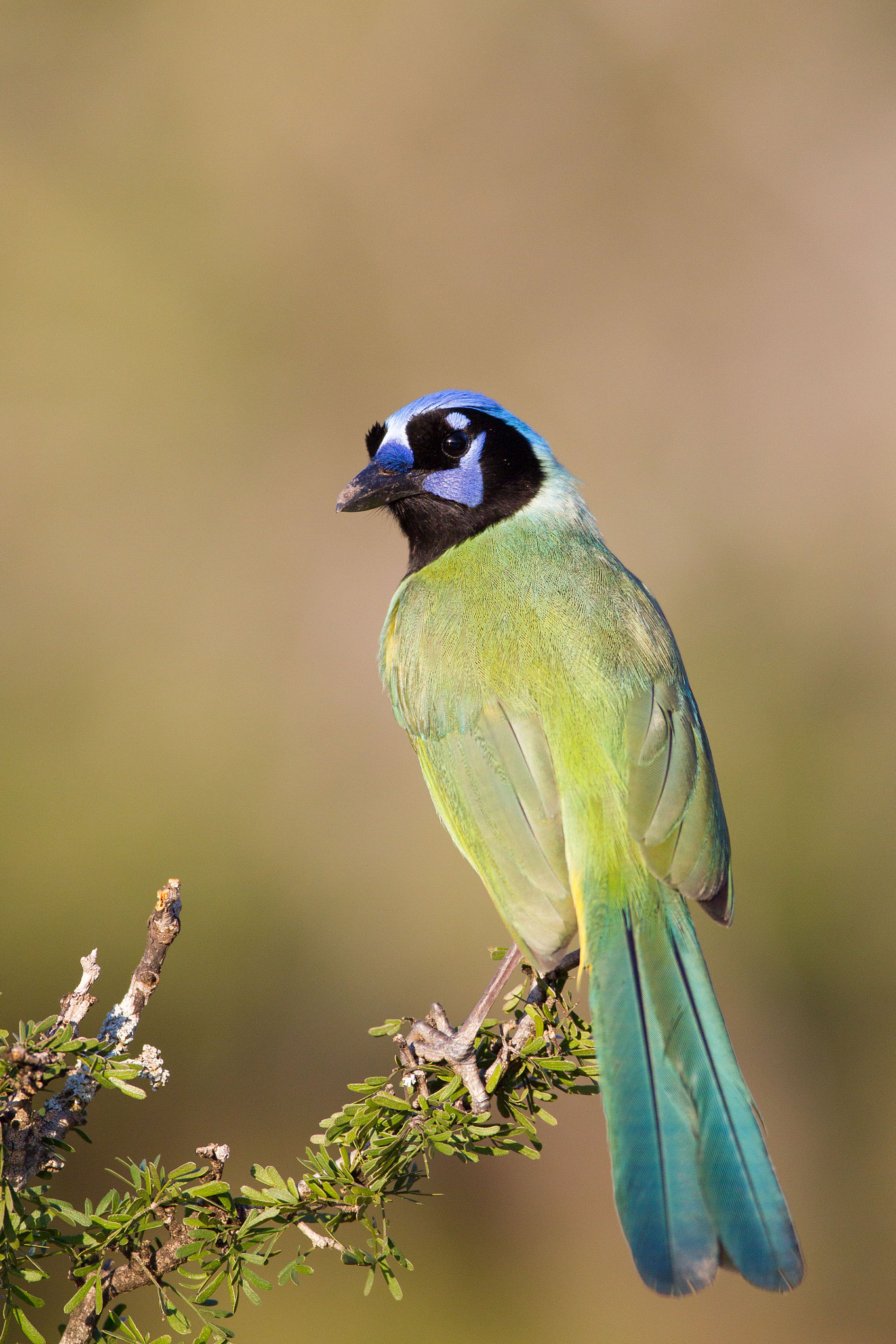 Canon EF 600mm f/4L IS sample photo. Green jay photography