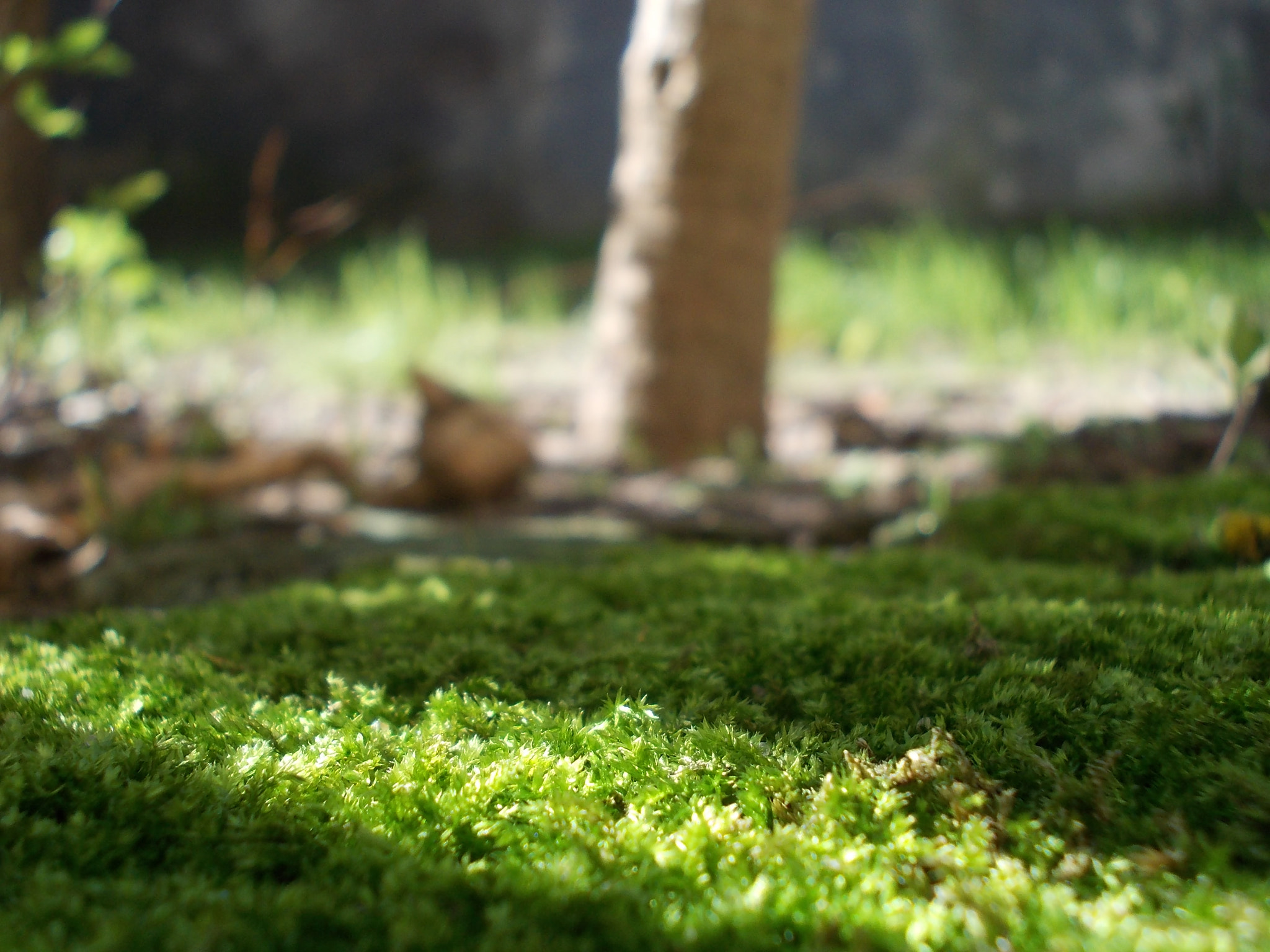 Nikon COOLPIX L23 sample photo. Light in the green photography