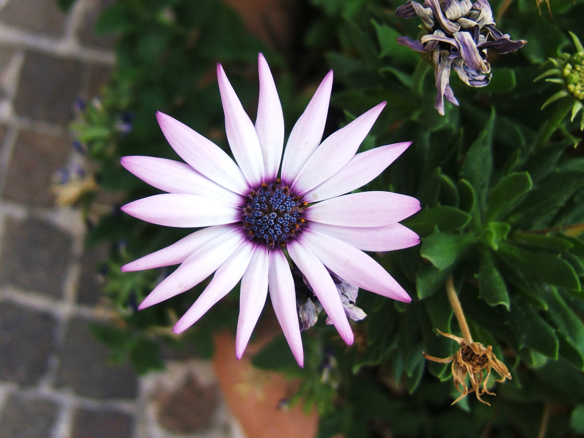 Fujifilm FinePix E550 sample photo. Perfect purple flower photography