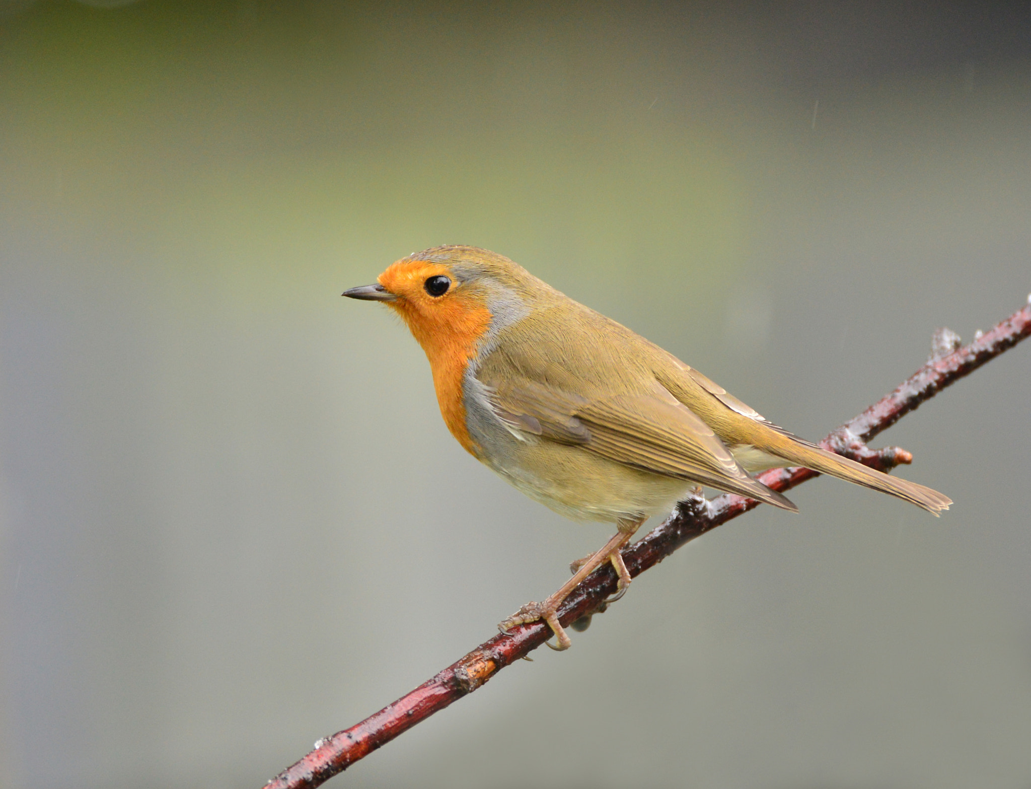 Nikon D600 + Nikon AF-S Nikkor 600mm F4G ED VR sample photo. Roodborst red robin photography