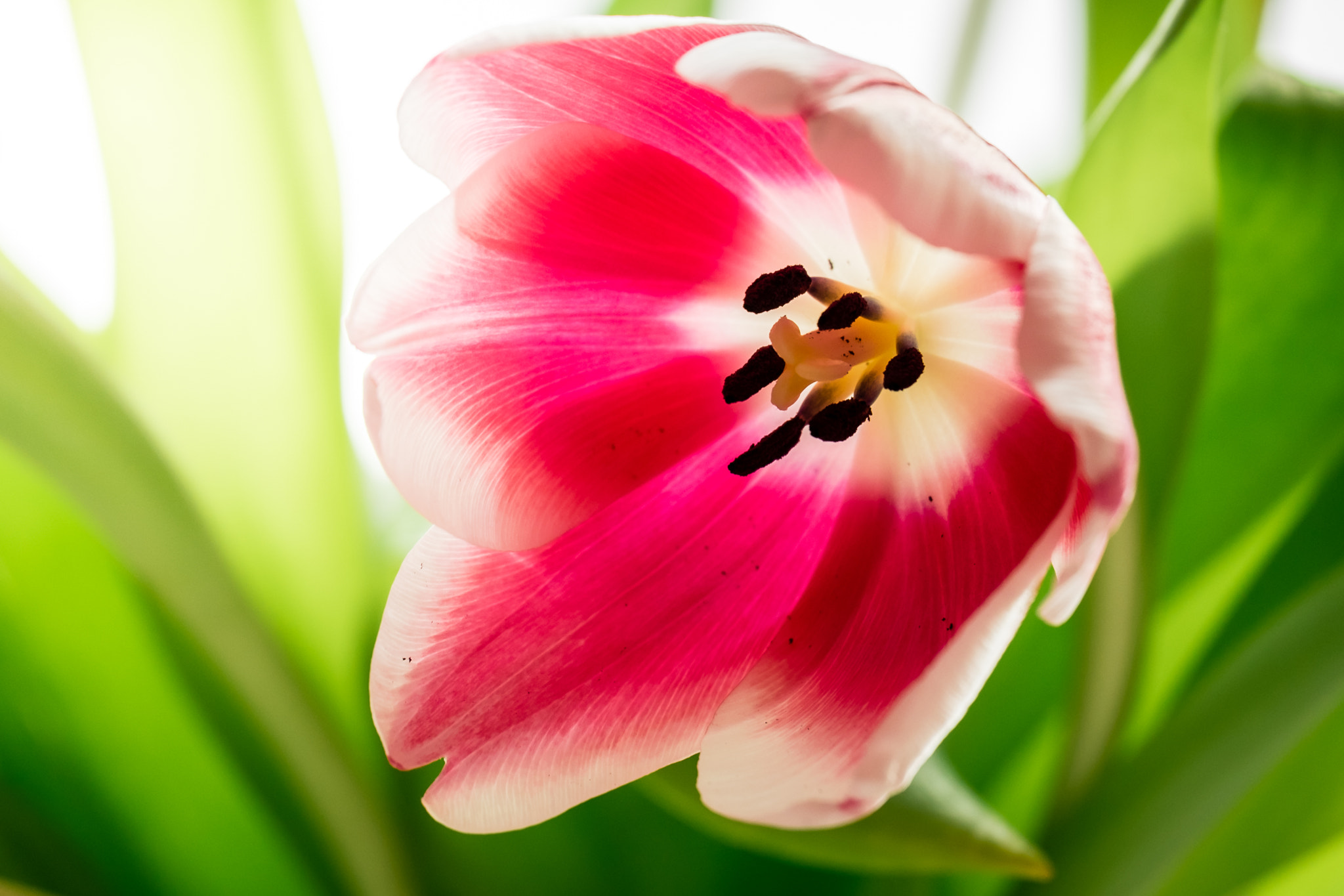 Fujifilm X-T10 + Fujifilm XC 50-230mm F4.5-6.7 OIS II sample photo. Tulip photography
