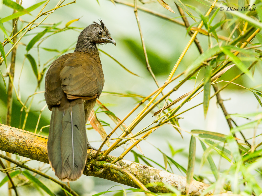 Canon EOS 60D + Canon EF 300mm F2.8L IS II USM sample photo. Grey-headed chachalaca photography