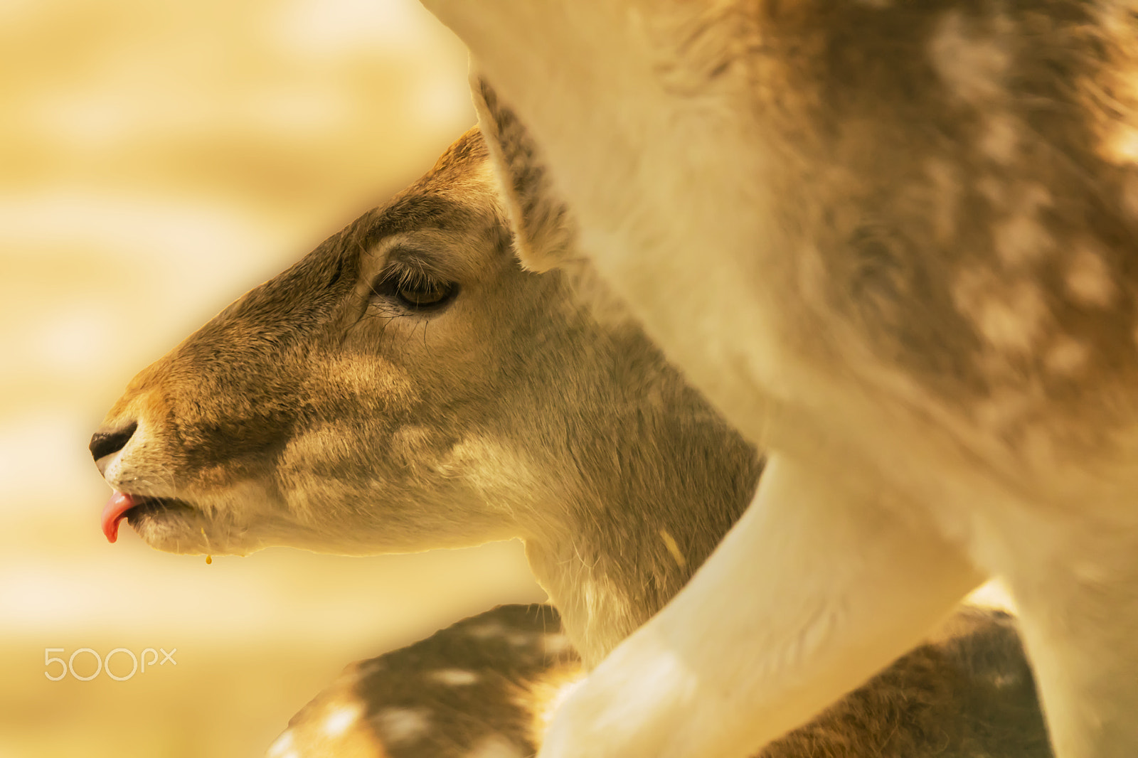 Sigma 150-600mm F5-6.3 DG OS HSM | C sample photo. Gazella photography