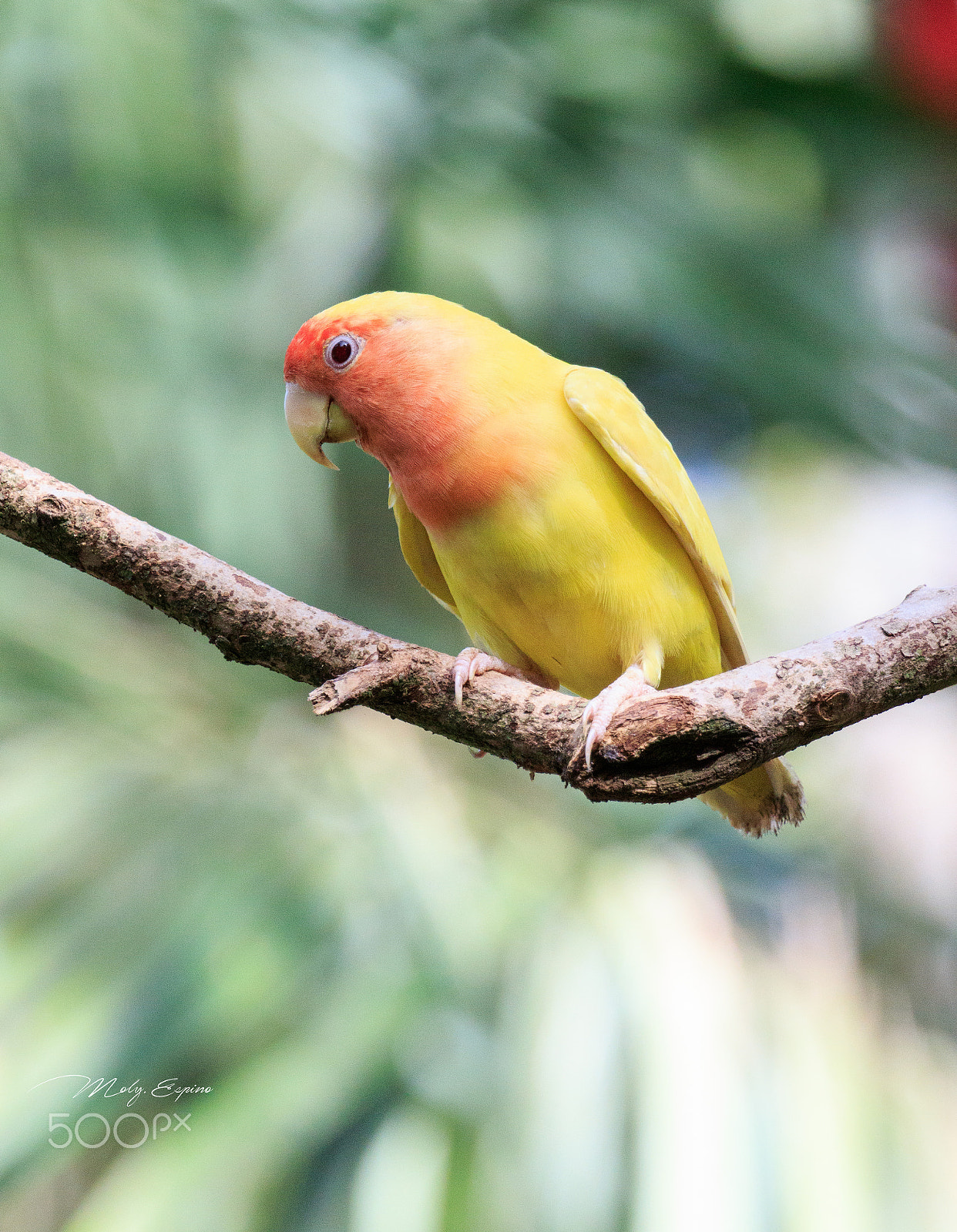 Canon EF 70-200mm F4L USM sample photo. African love bird photography