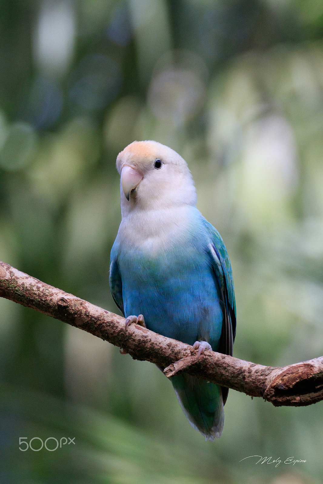 Canon EF 70-200mm F4L USM sample photo. Love bird photography