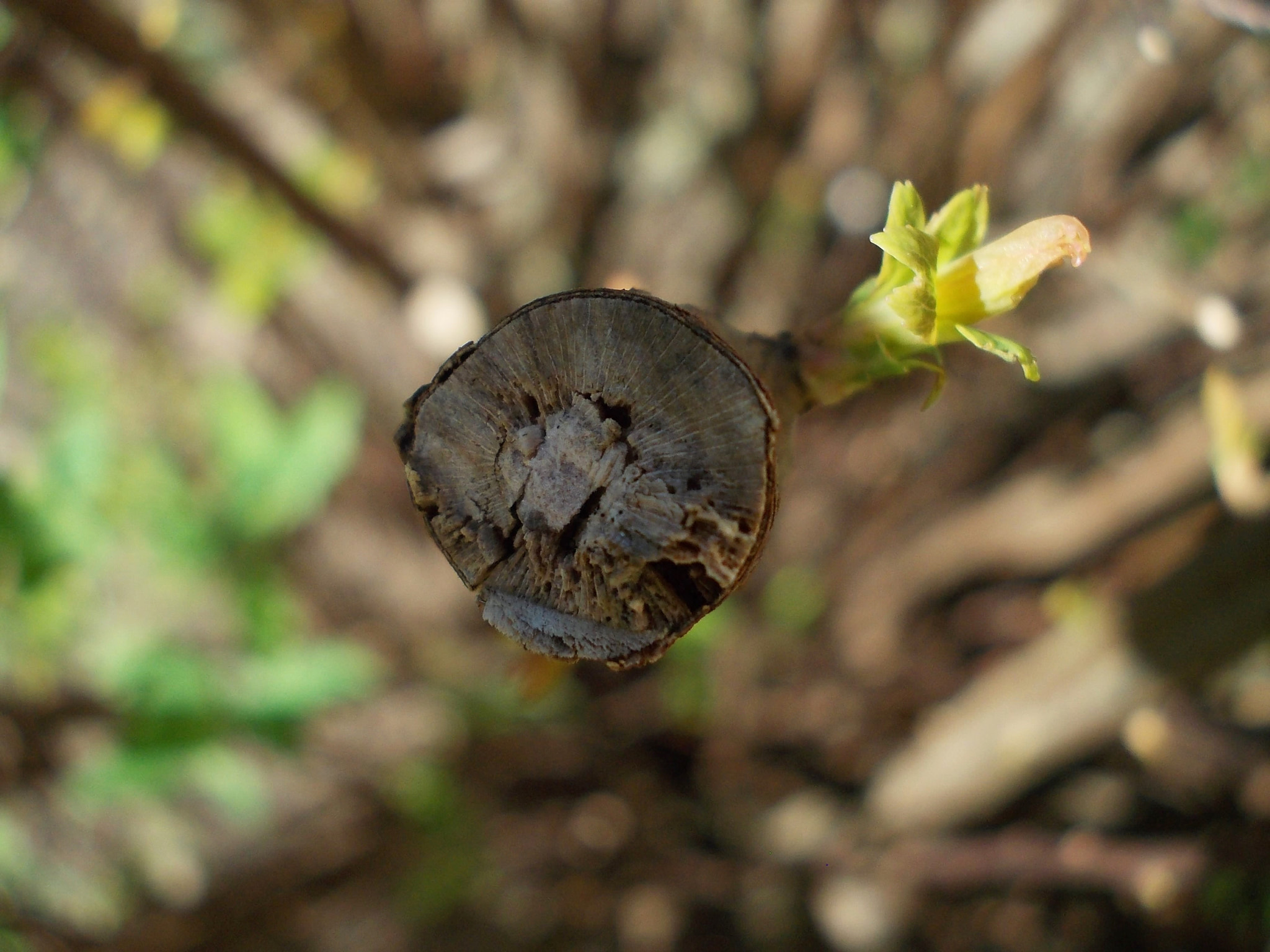 Nikon COOLPIX L23 sample photo. Tree branch challenge photography