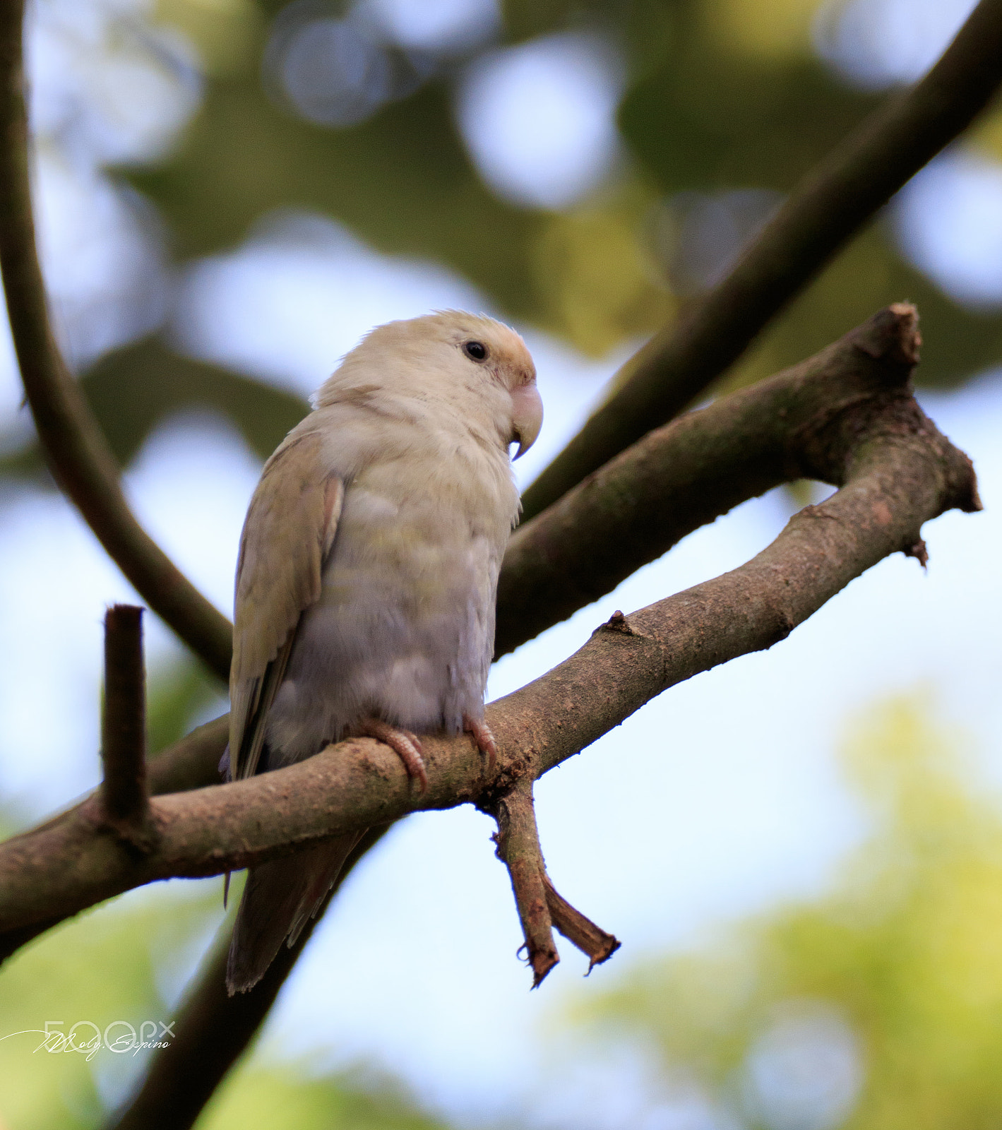 Canon EF 70-200mm F4L USM sample photo. Love bird photography