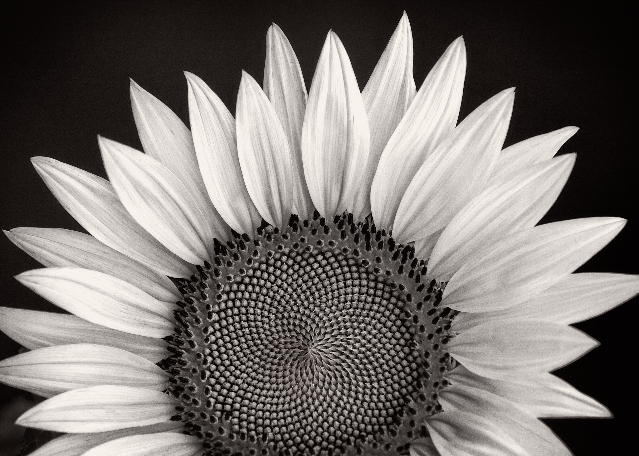 Canon EF 70-200mm F2.8L IS USM sample photo. Black &amp; white flower photography