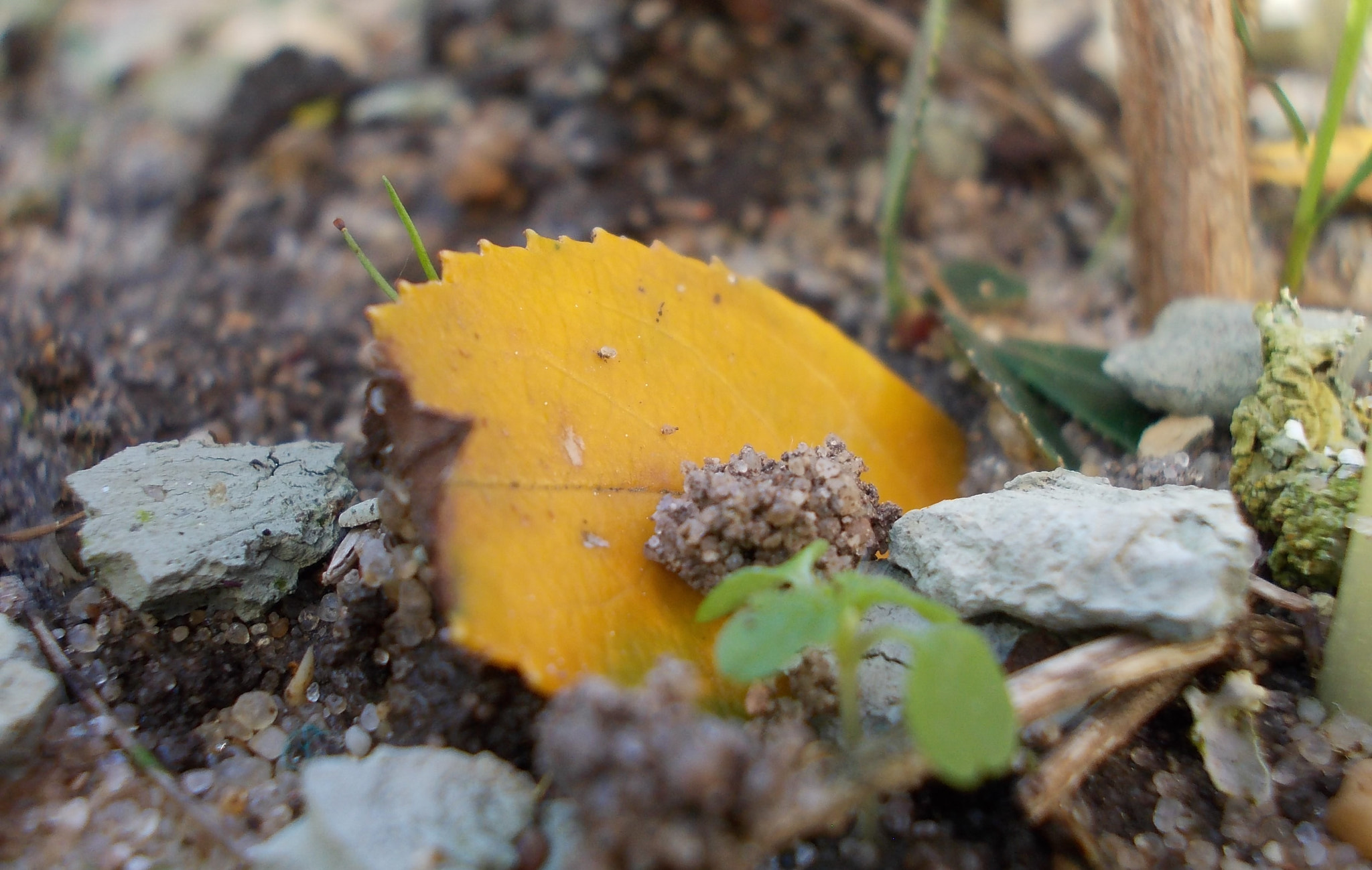 Nikon COOLPIX L23 sample photo. Yellow leaf photography