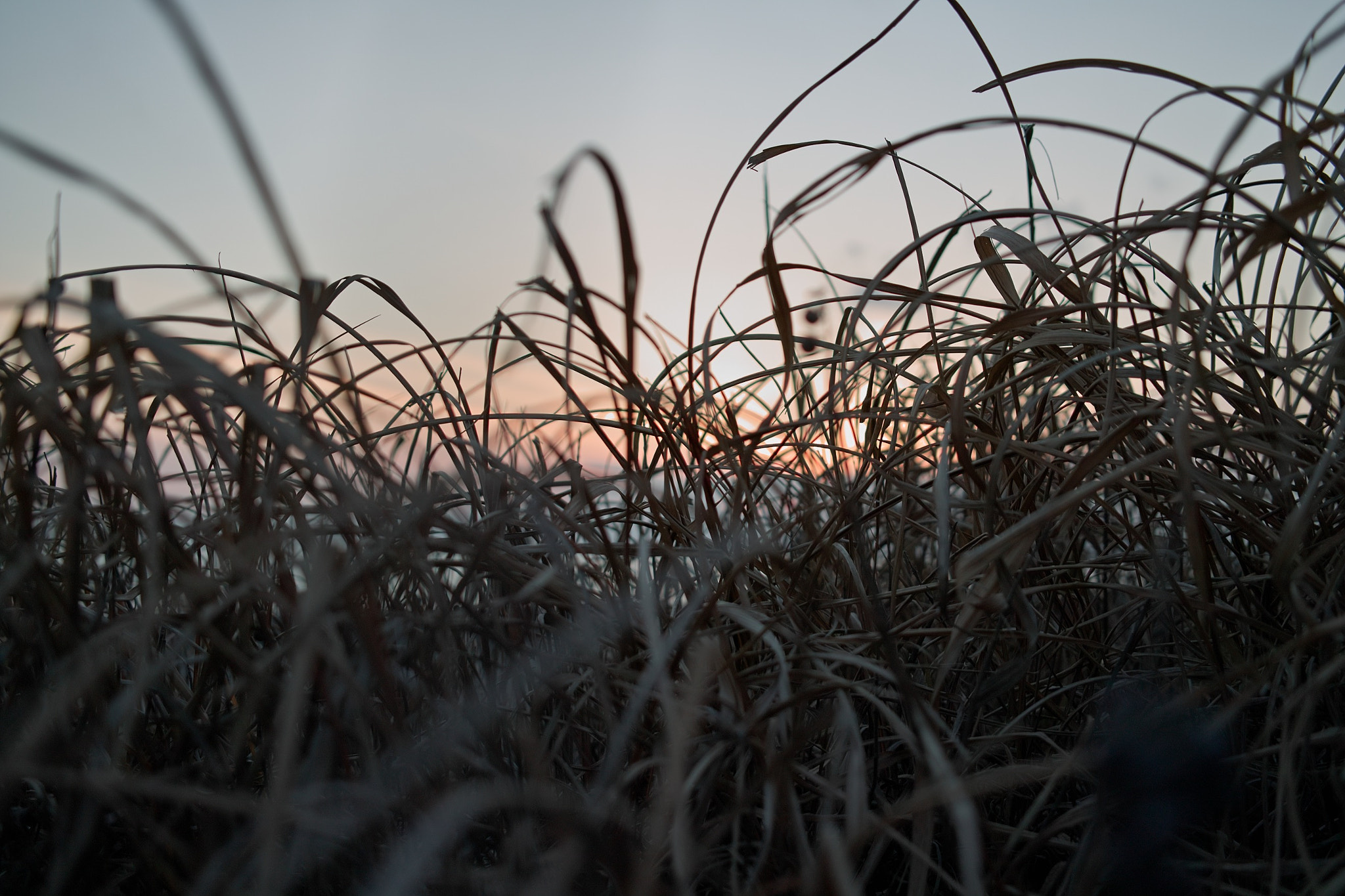 Sigma DP2x sample photo. Seeside grass photography