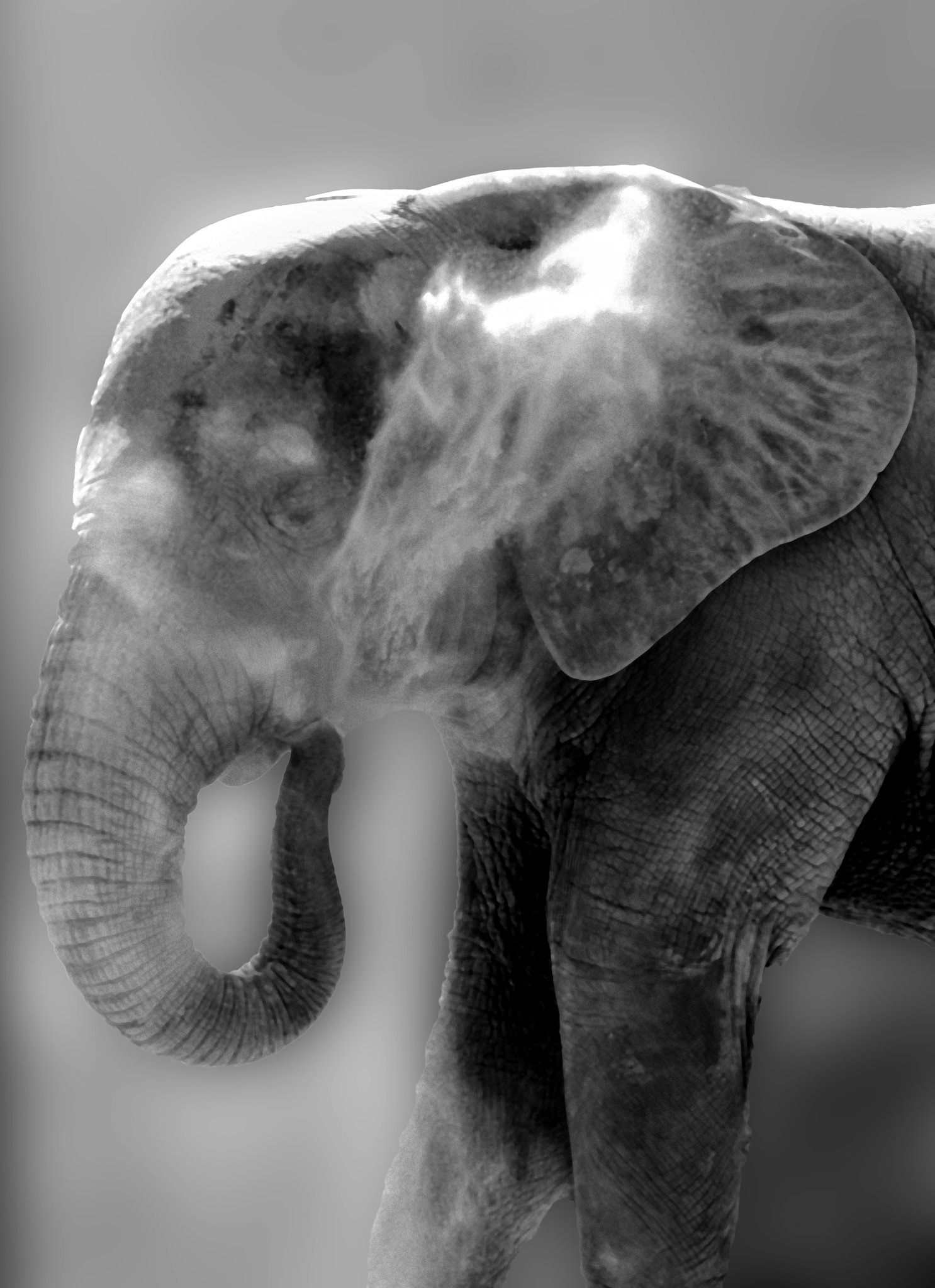 Sigma 150-600mm F5-6.3 DG OS HSM | C sample photo. Elephant photography