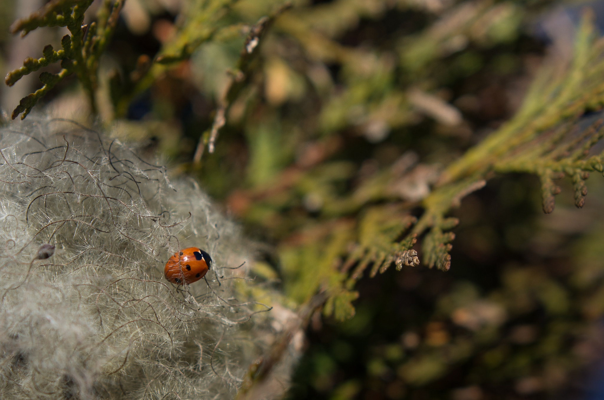 Pentax K-5 sample photo. Sp__4971.jpg photography