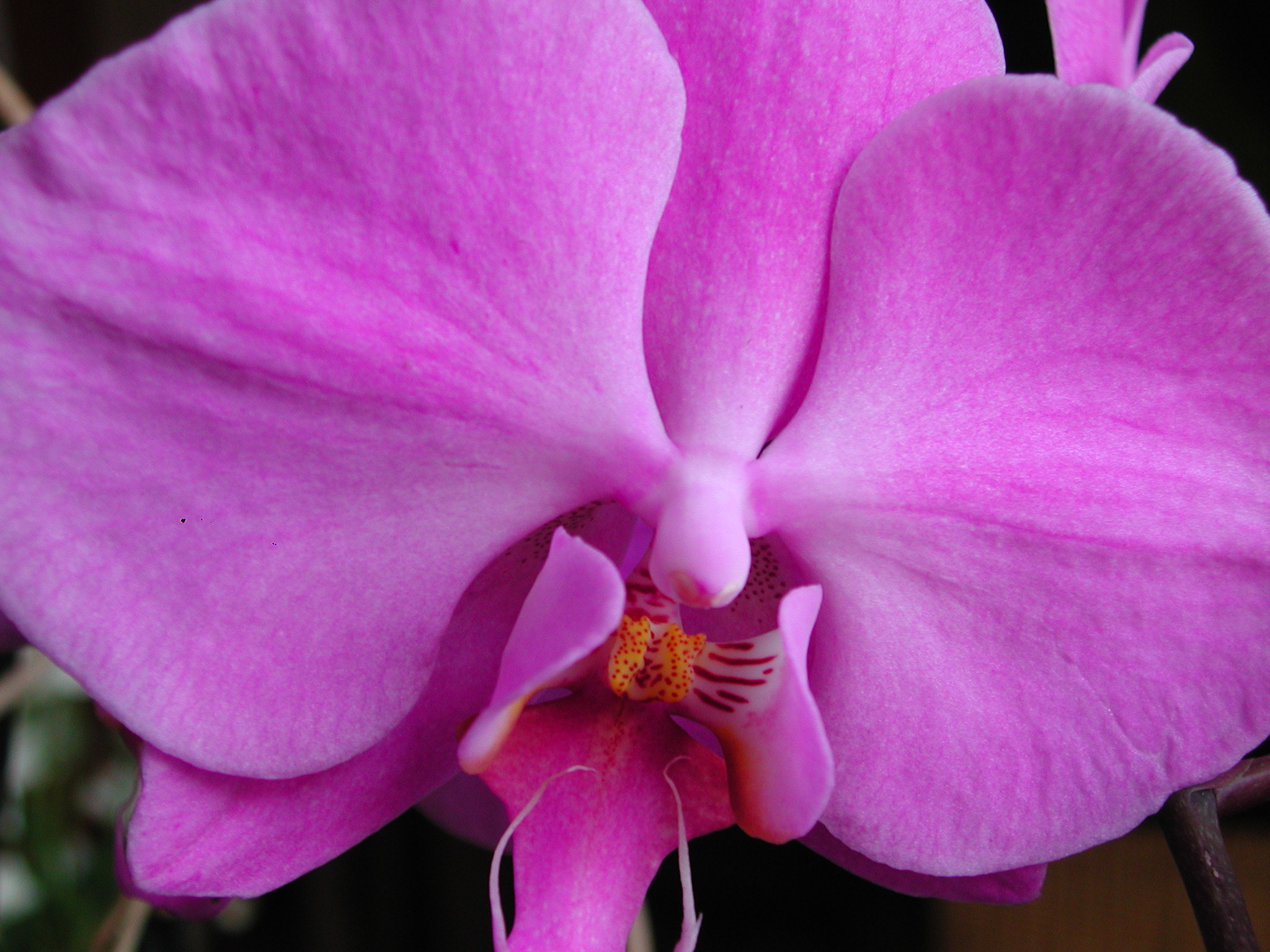 Nikon E880 sample photo. Orquidea photography