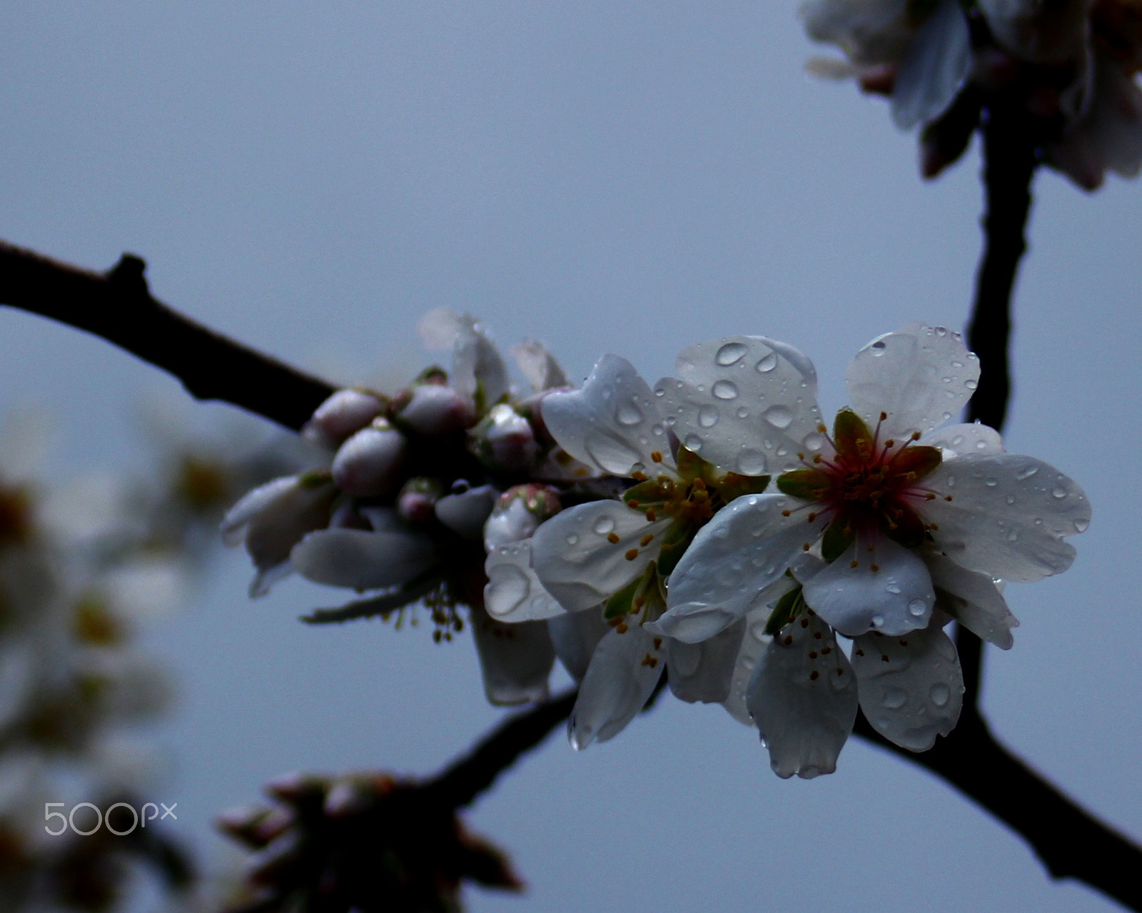 Canon EF 28-80mm f/3.5-5.6 sample photo. 15 febbraio (46/366) photography
