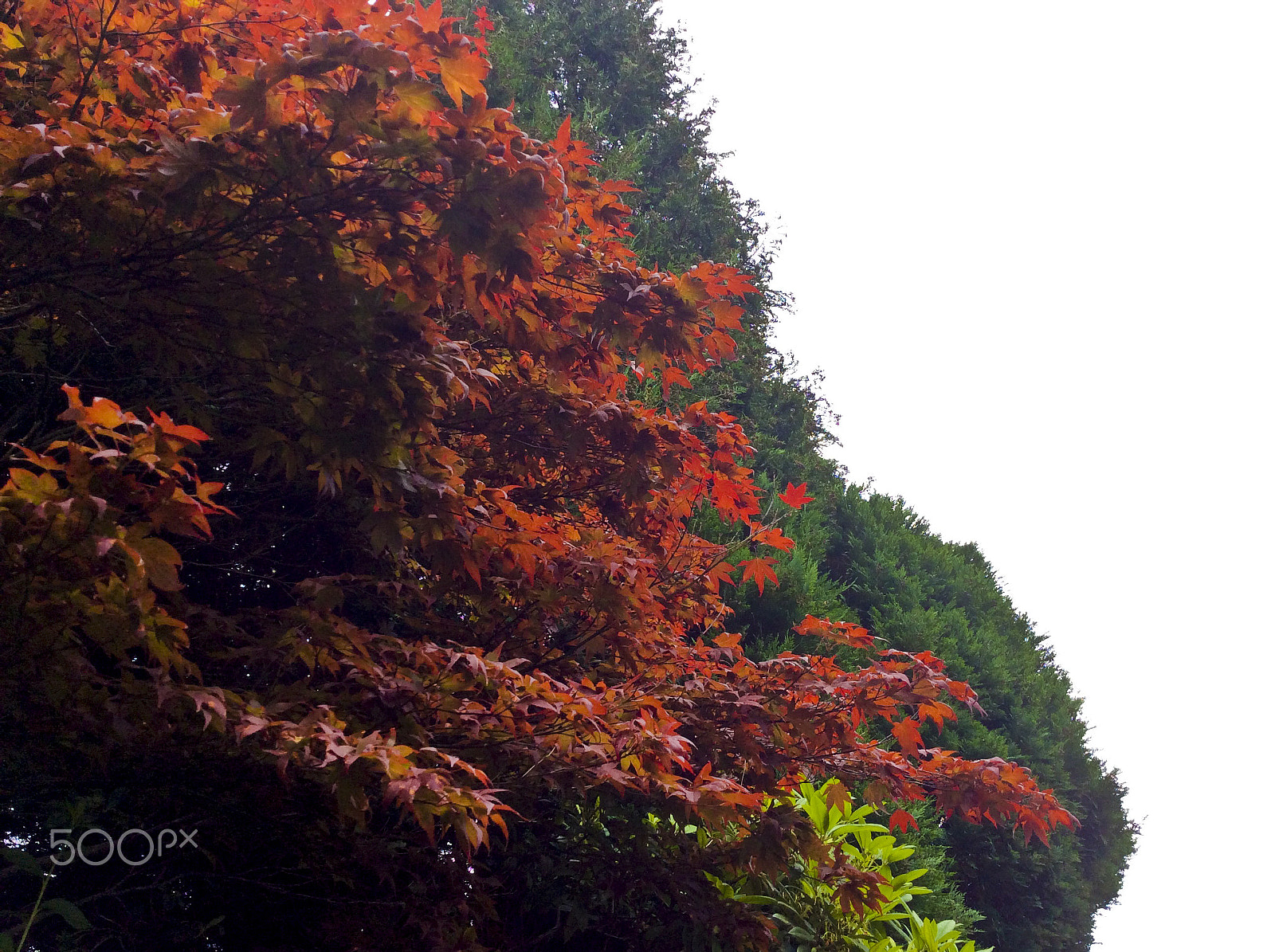 iPad mini back camera 3.3mm f/2.4 sample photo. Red and sky photography