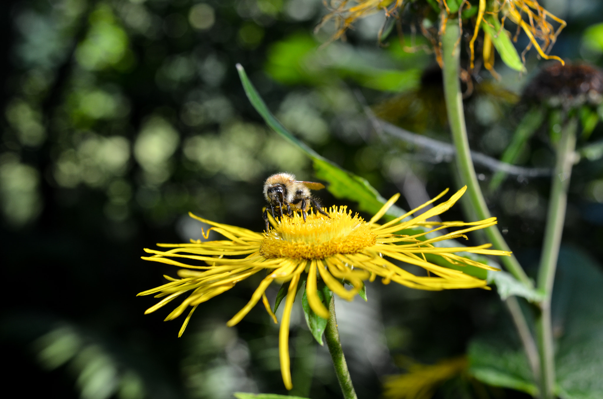 Nikon D7000 + AF Nikkor 28mm f/2.8 sample photo. Honeybee photography