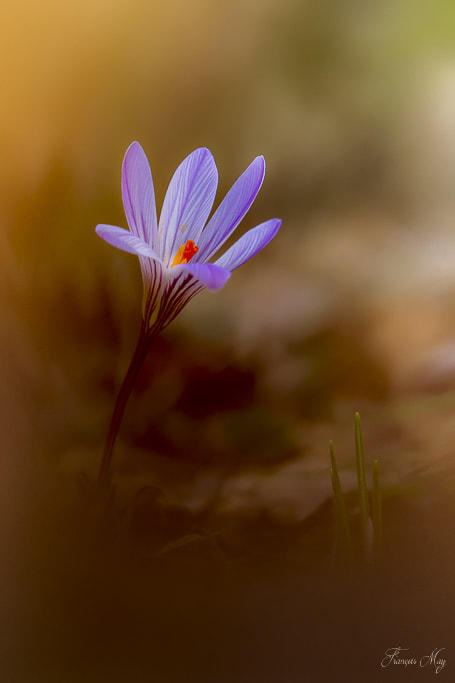 Canon EF 70-200mm F2.8L USM sample photo. Crocus photography
