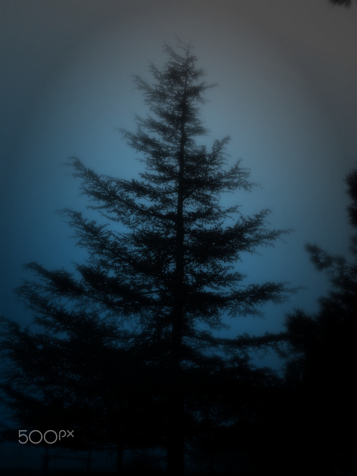 Olympus SZ-12 sample photo. Through the misty fog photography