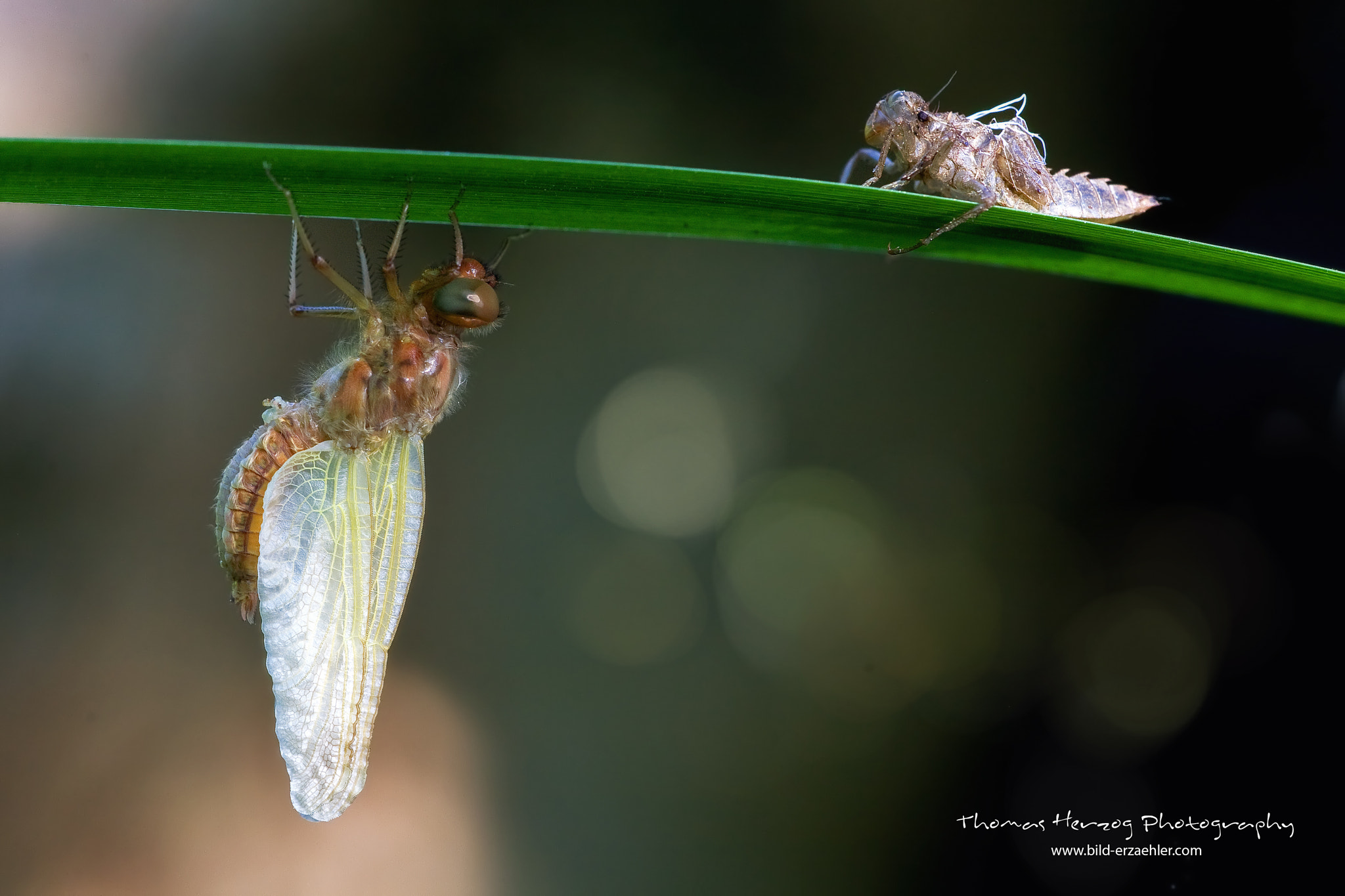 Sigma APO Macro 150mm f/2.8 EX DG HSM sample photo. M e t a m o r p h o s i s photography