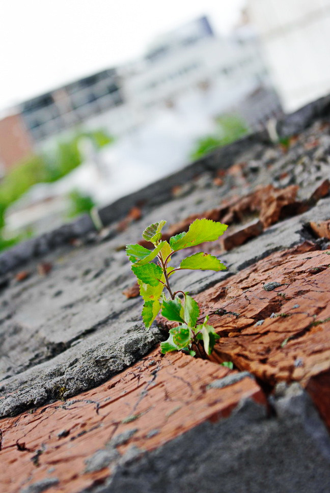 Samsung GX-20 sample photo. Power of life photography