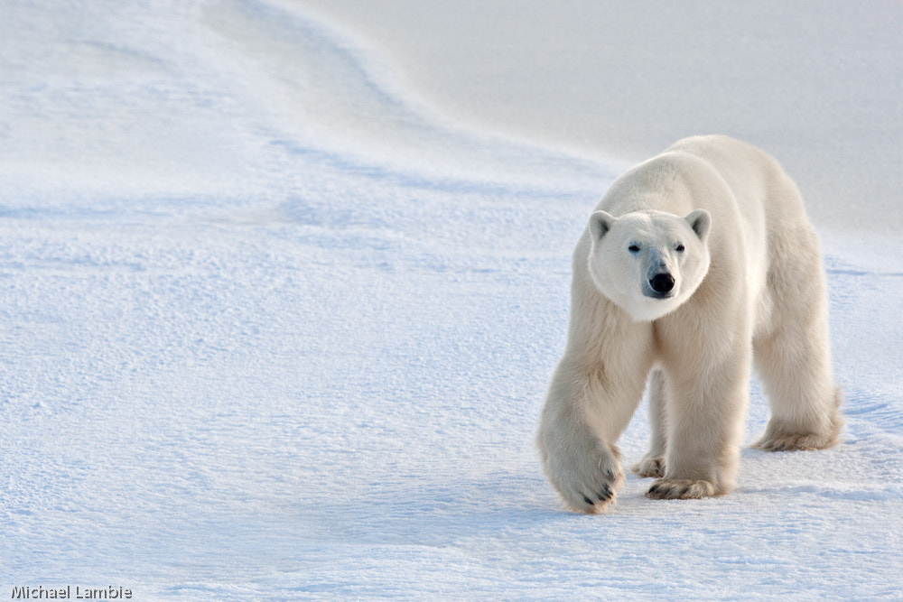 Canon EF 400mm F2.8L IS USM sample photo. Polar blues photography