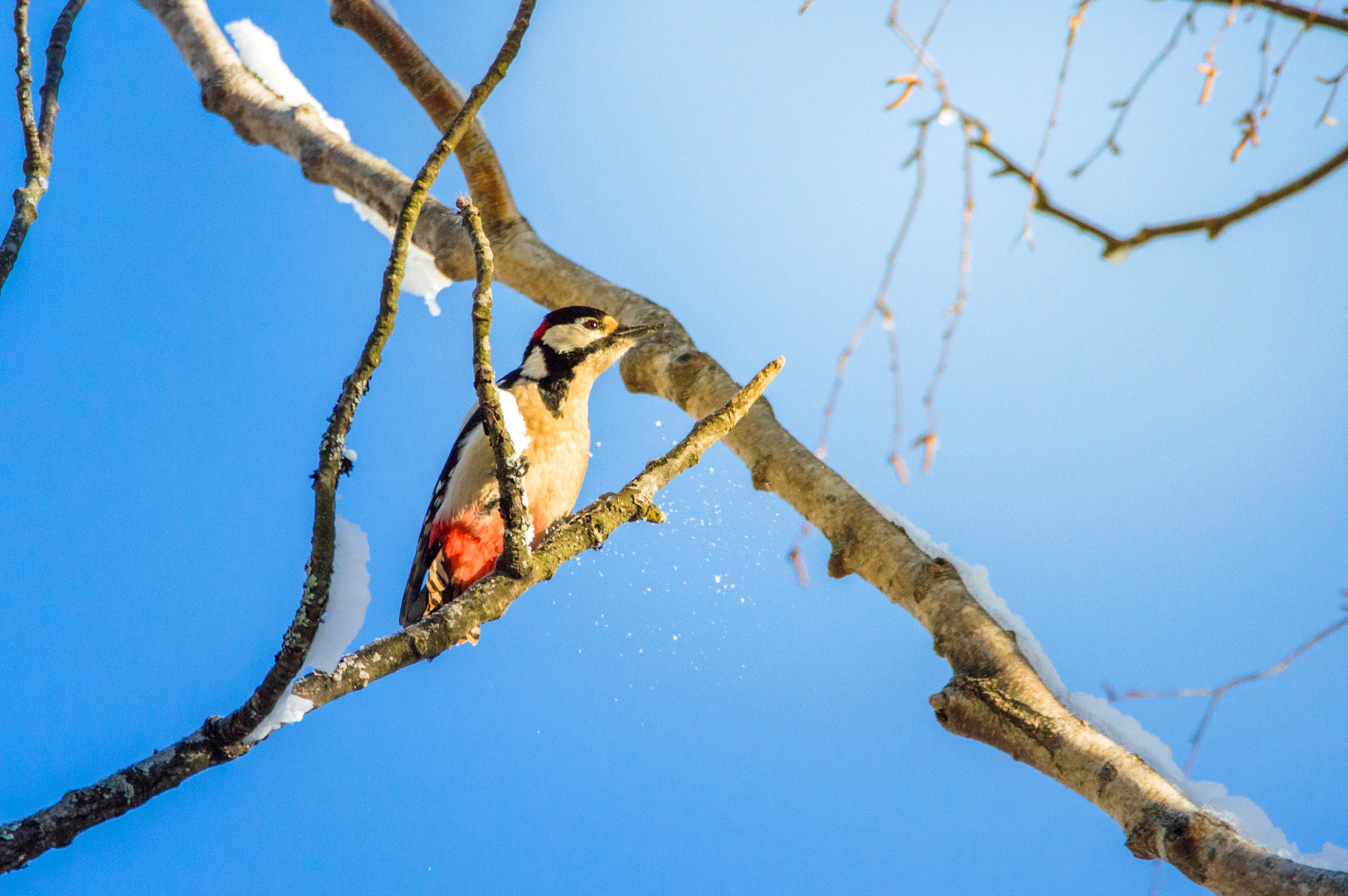 Sigma 150-600mm F5-6.3 DG OS HSM | C sample photo. Great spotted woodpecker photography