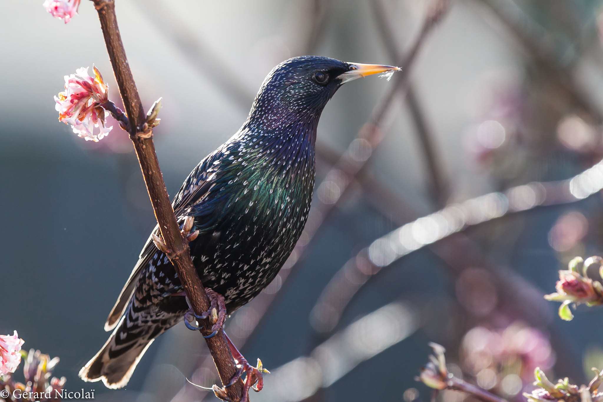 Canon EF 300mm F2.8L IS USM sample photo. Starling photography
