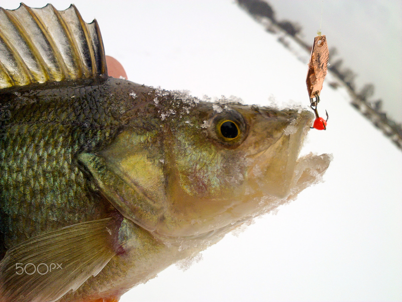 Nokia N86 8MP sample photo. Bass with lure photography